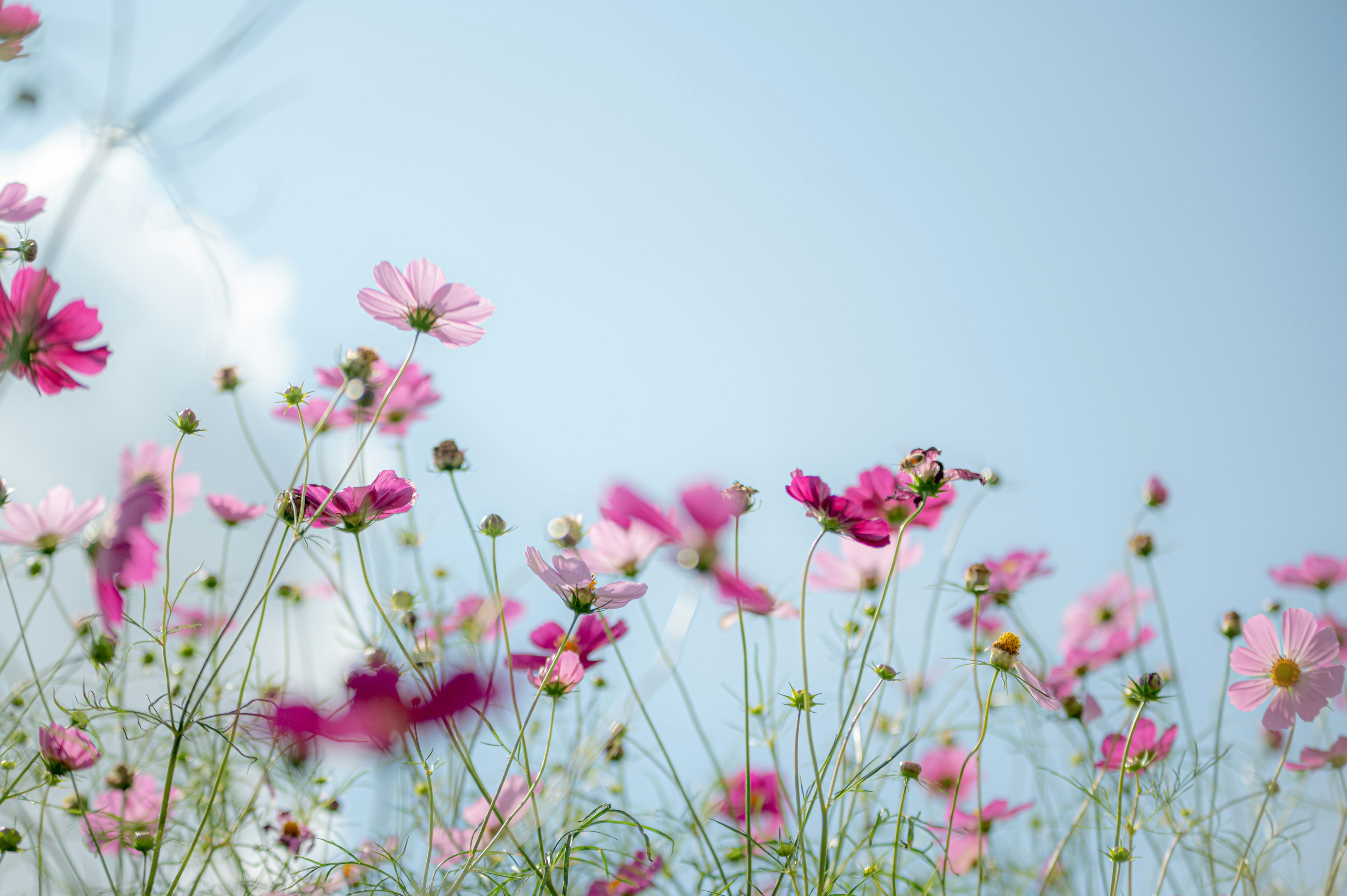 Un gruppo di fiori di cosmos rosa sotto un cielo blu