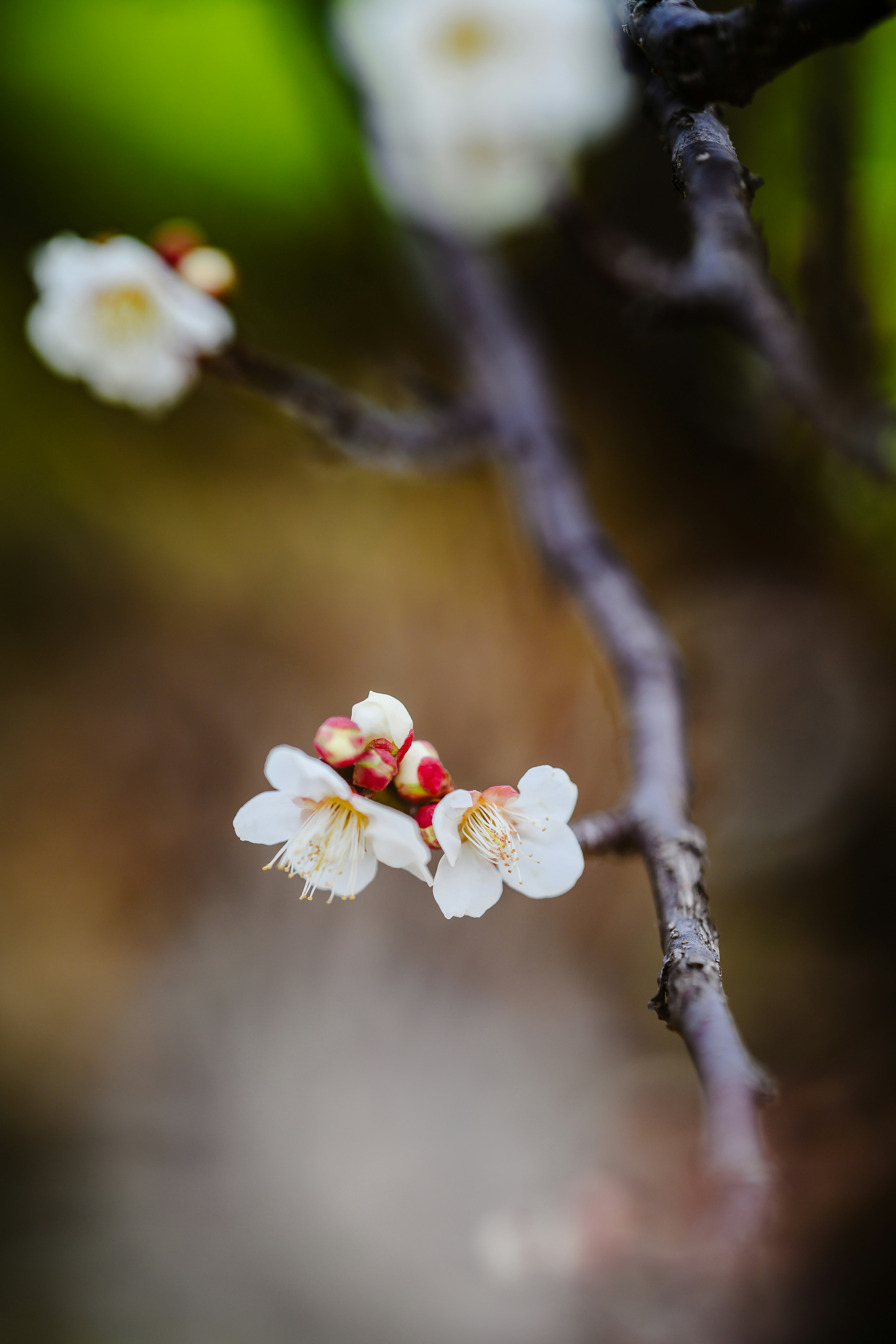 白い花と緑の背景の美しい枝