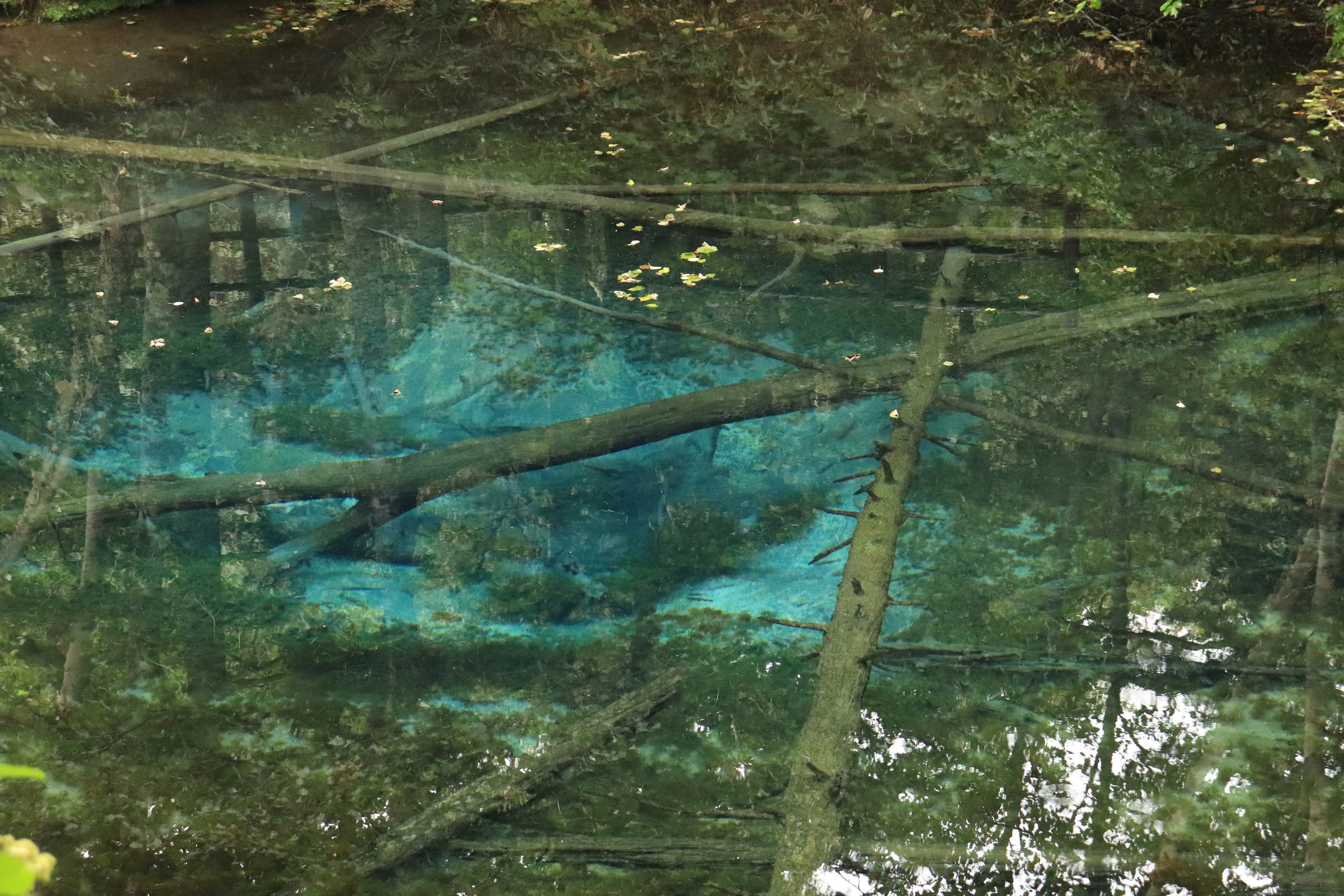 森林池塘映出藍色水面和倒下的樹木