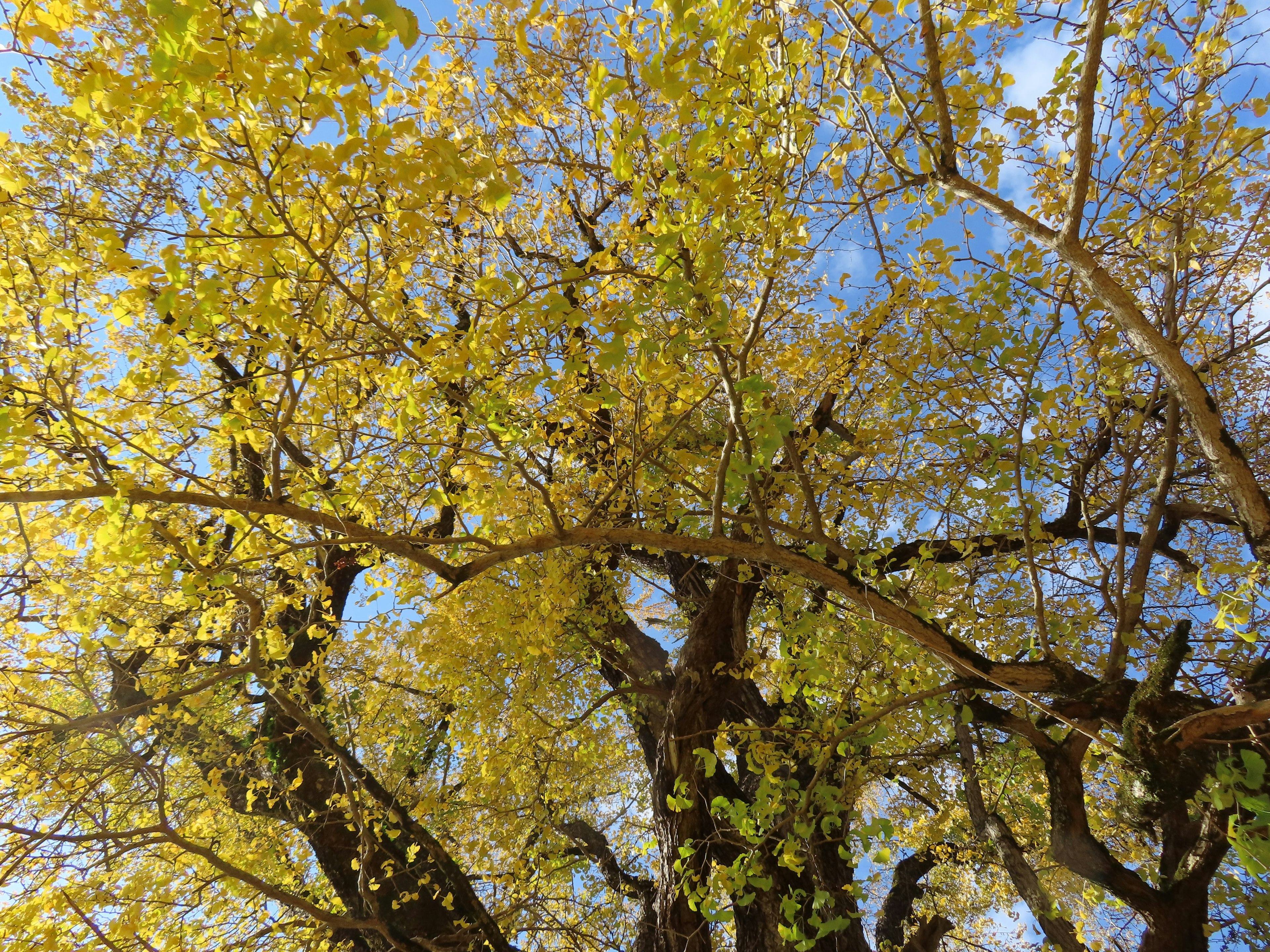 Close-up of tree branches with yellow leaves under a blue sky