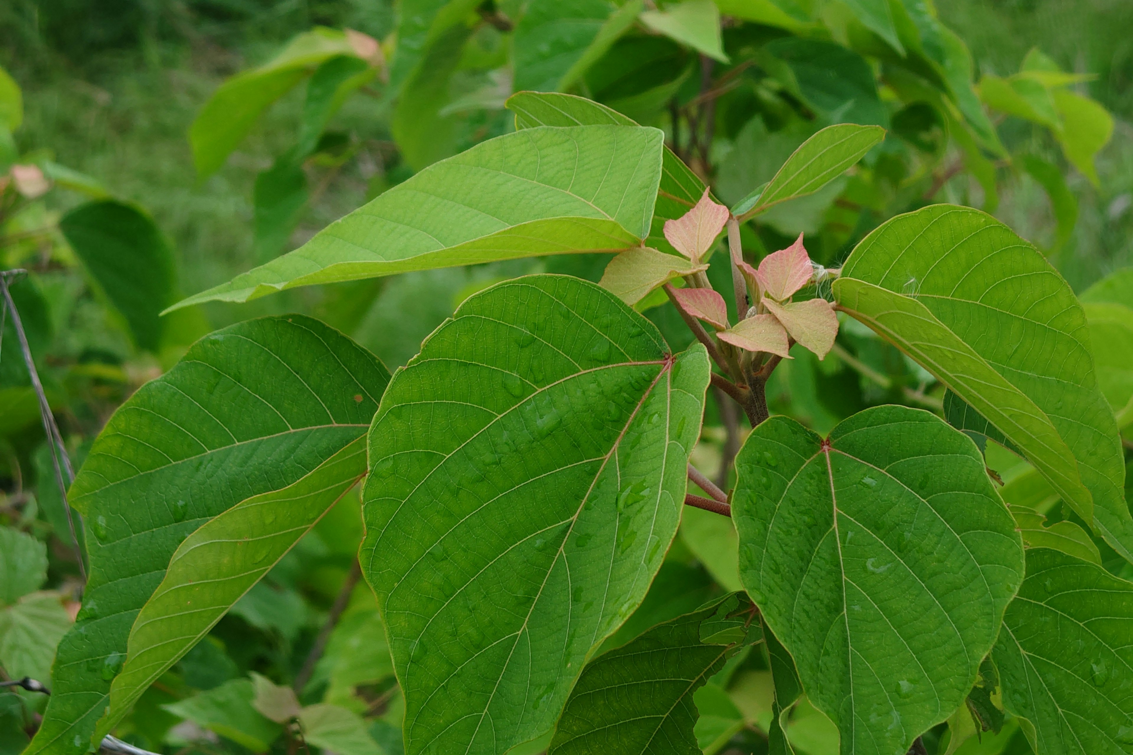 Nahaufnahme von grünen Blättern und blassrosa Blüten einer Pflanze