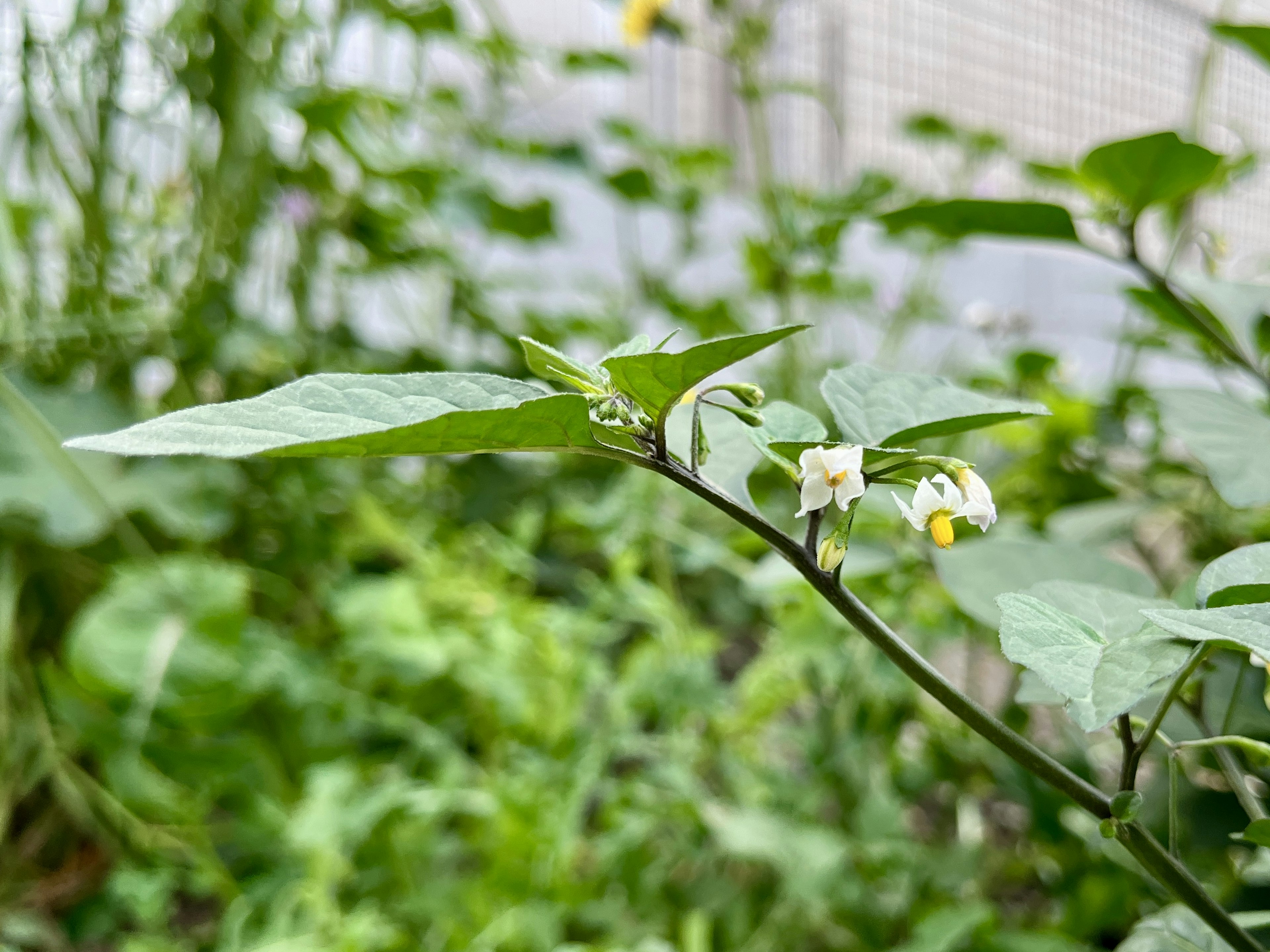 緑の葉と白い花を持つ植物のクローズアップ写真