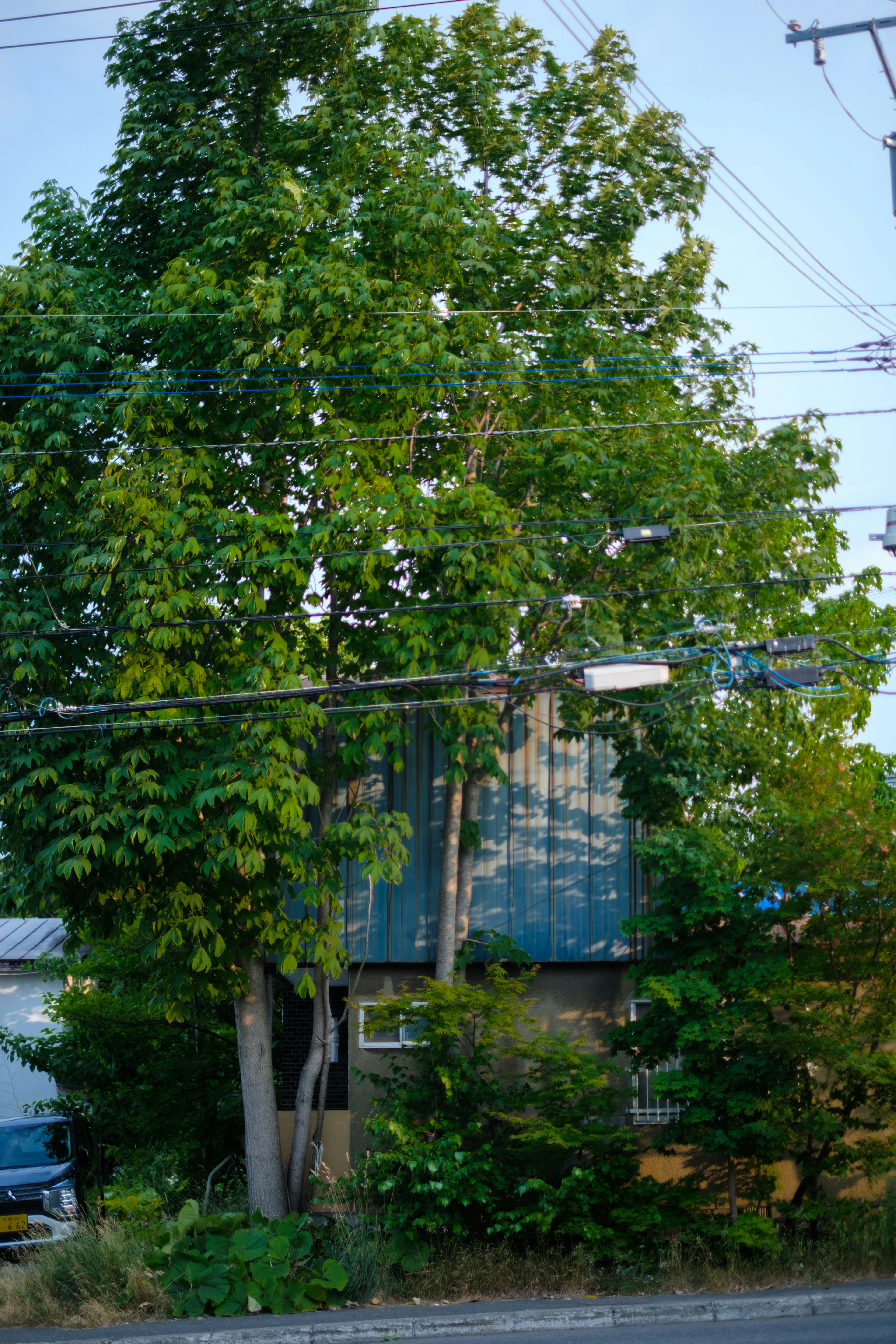 A building surrounded by lush green trees and power lines