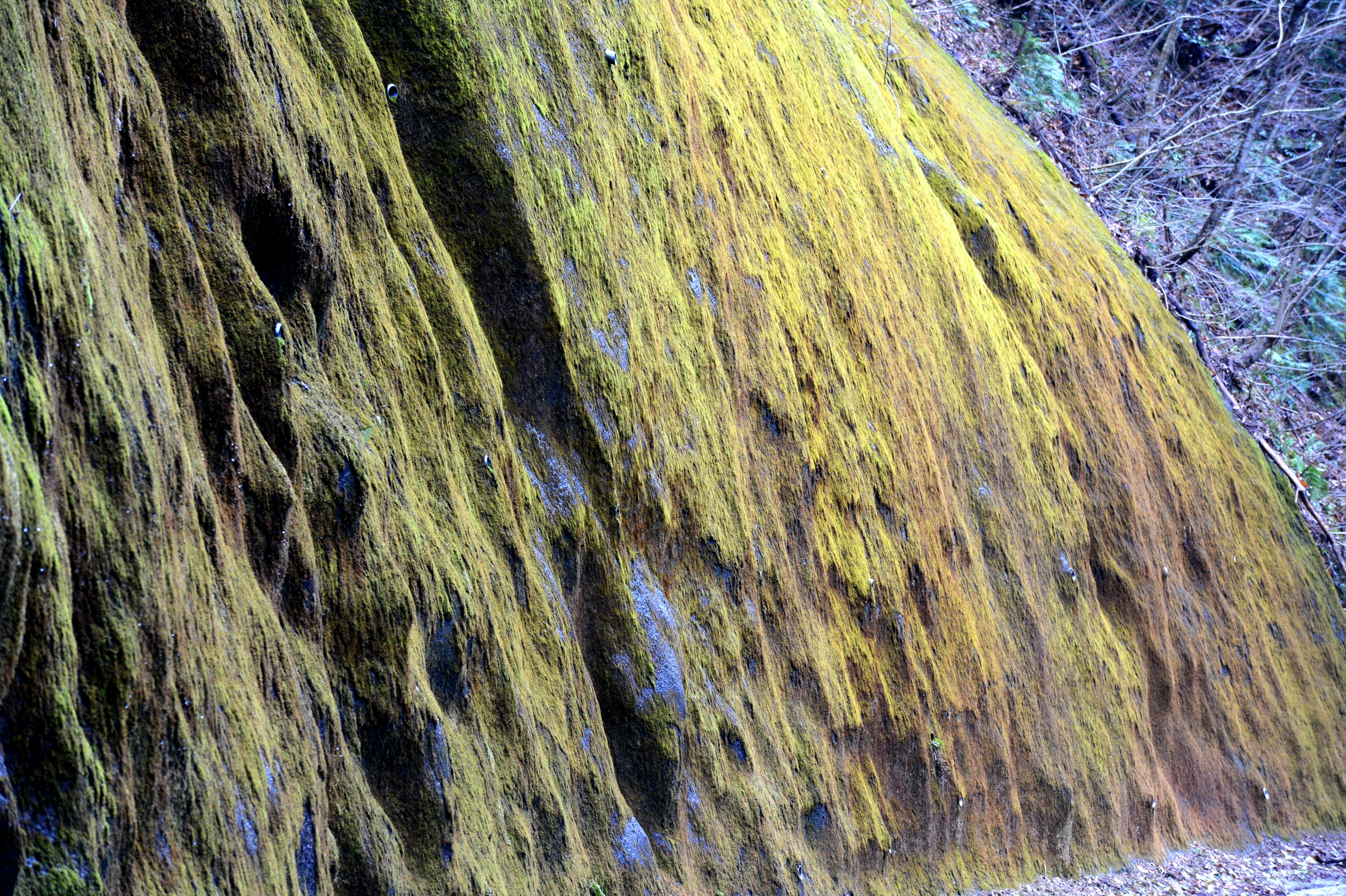 Gros plan sur une surface rocheuse recouverte de mousse verte et jaune