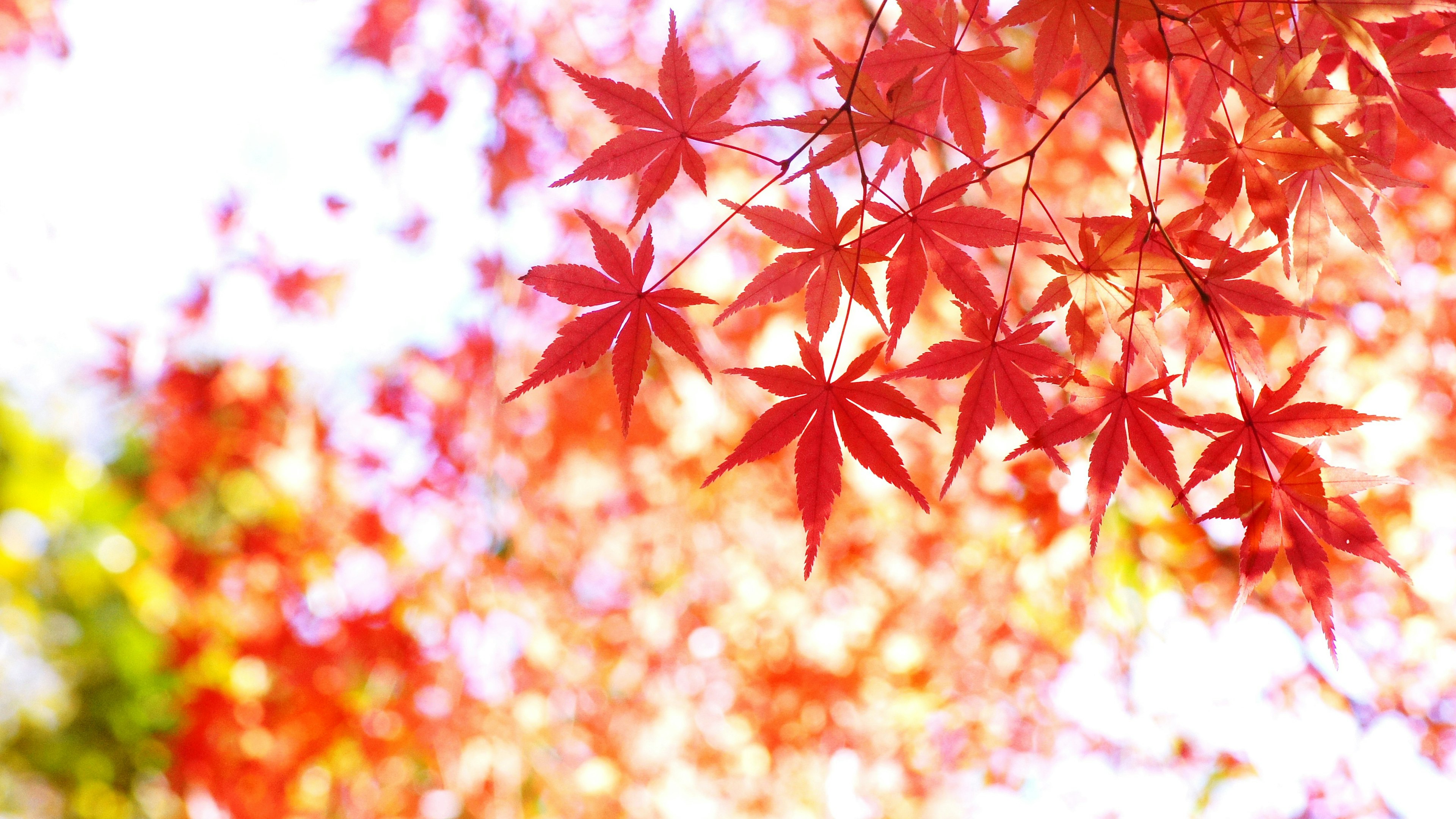 Hojas de arce rojas vibrantes filtrando la luz en una escena de otoño