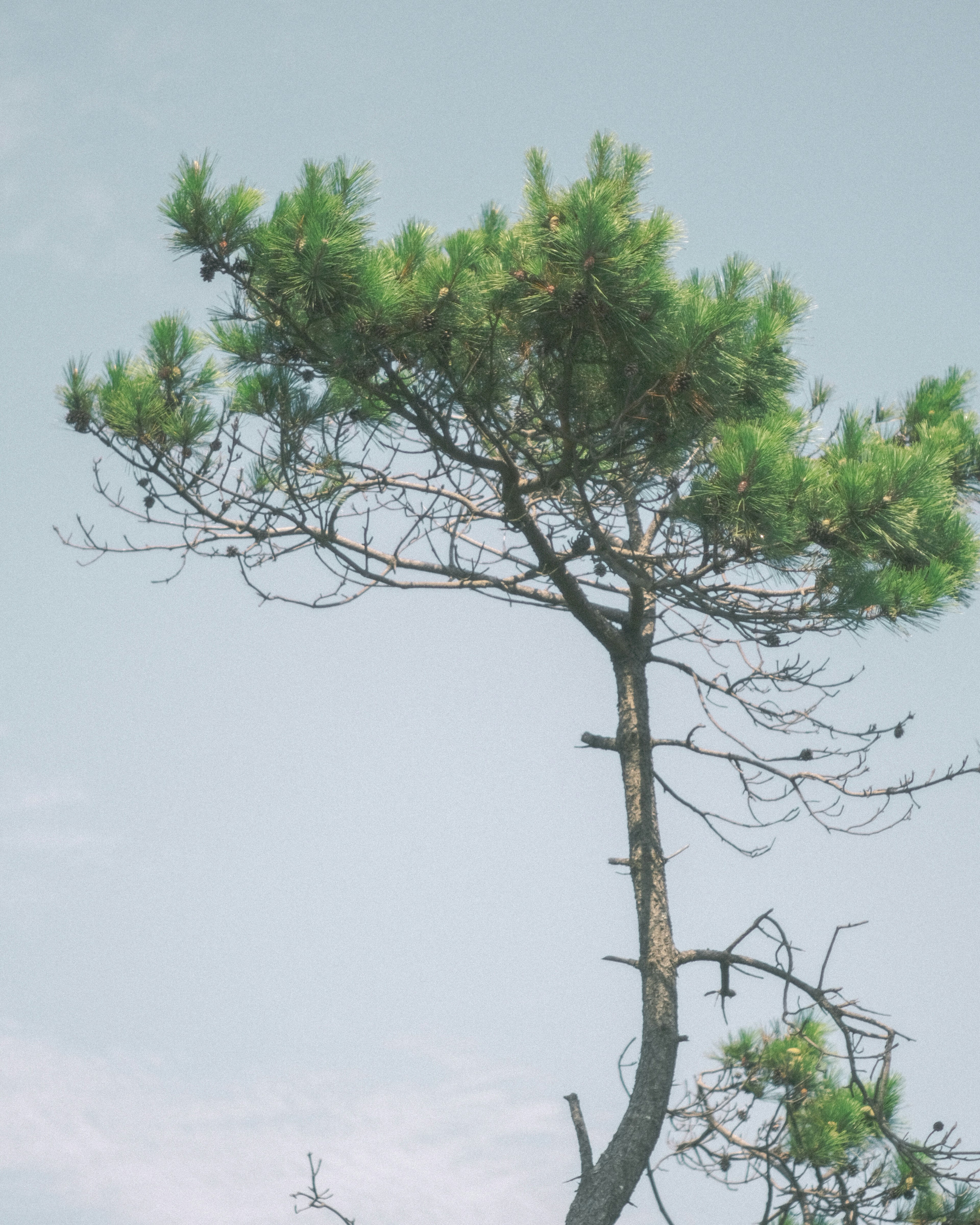 Silhouette d'un arbre à feuilles vertes sous un ciel bleu