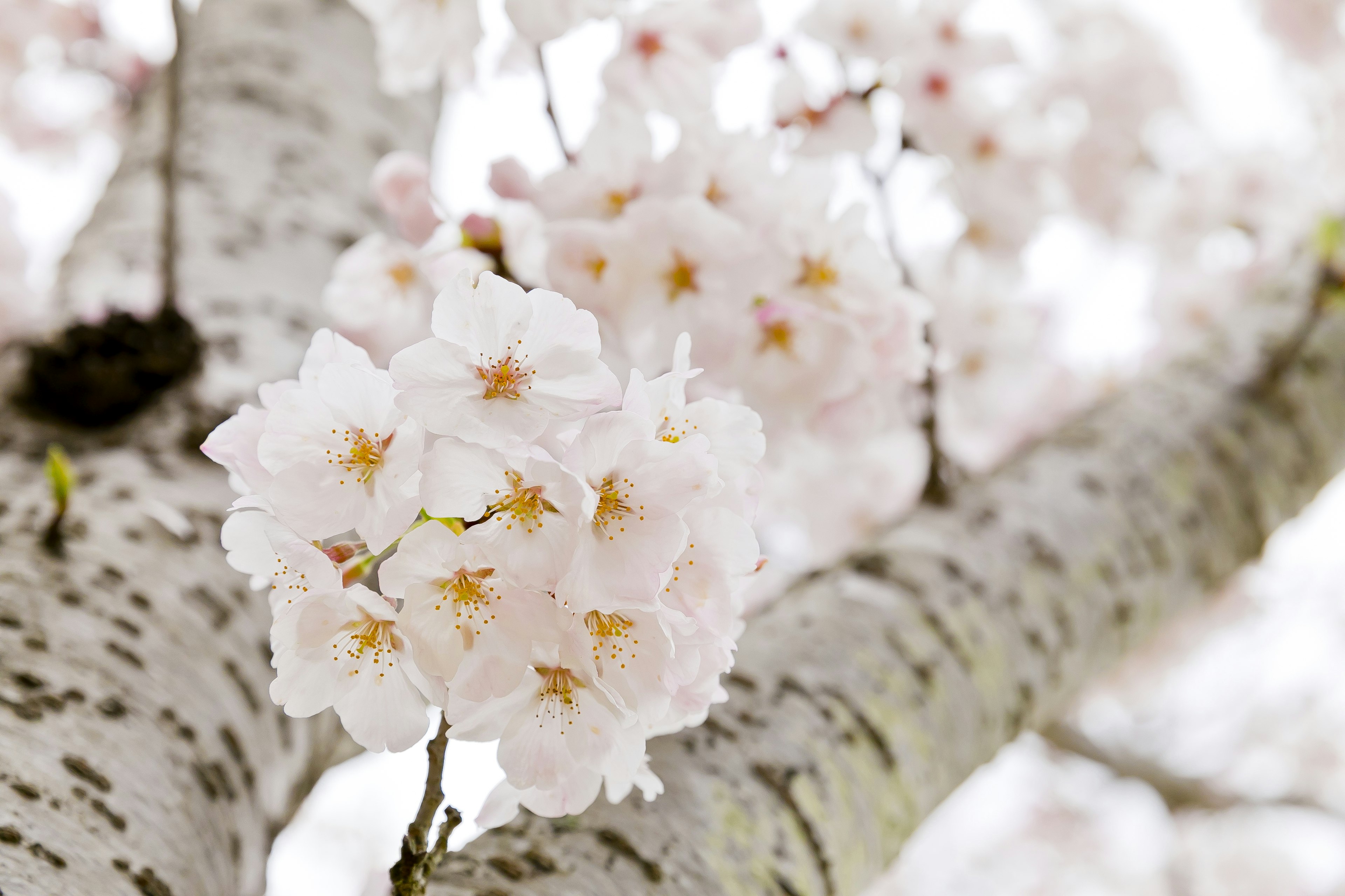 桜の花が咲いている木の幹のクローズアップ