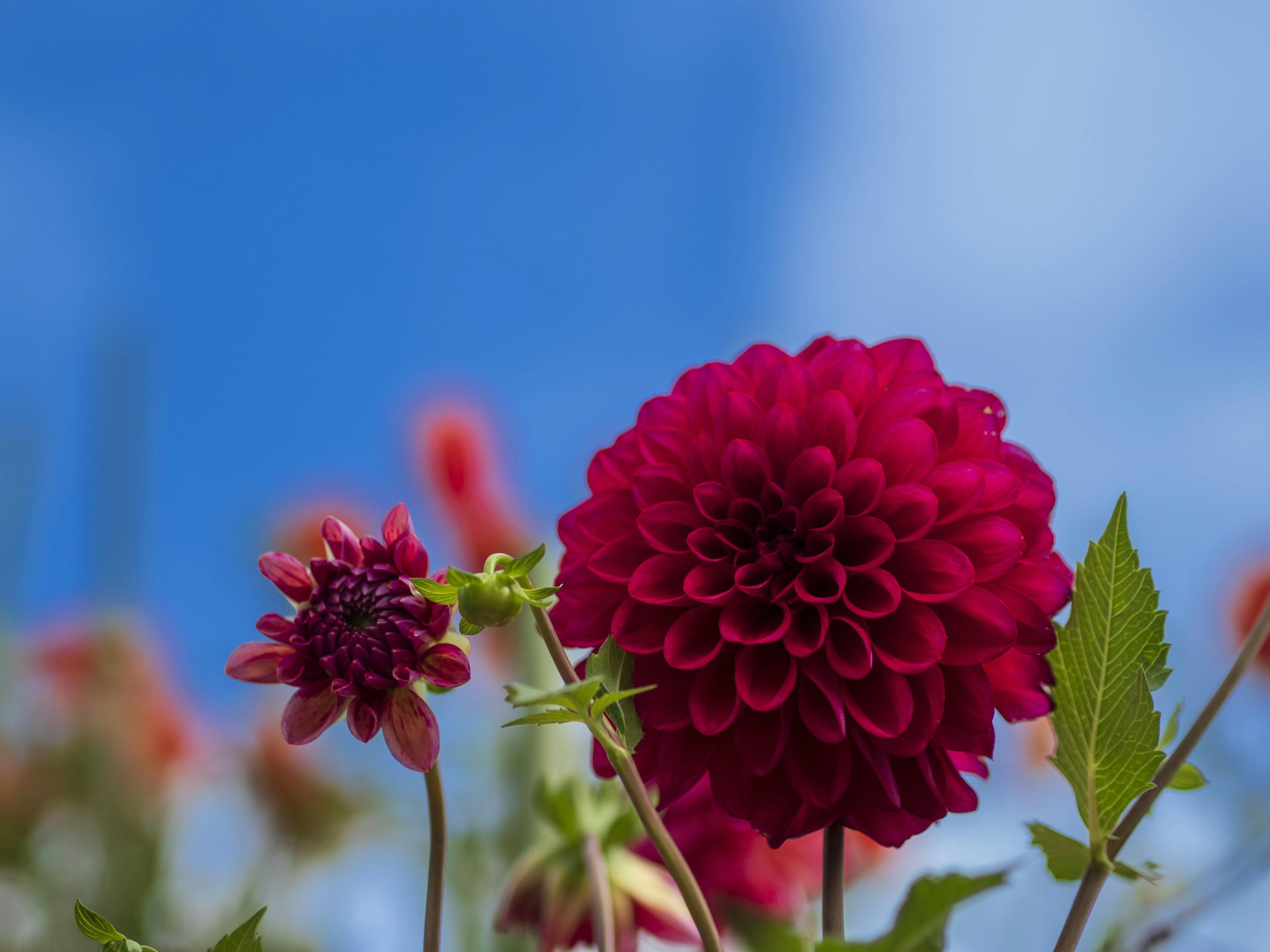 Flor de dalia roja vibrante contra un fondo de cielo azul