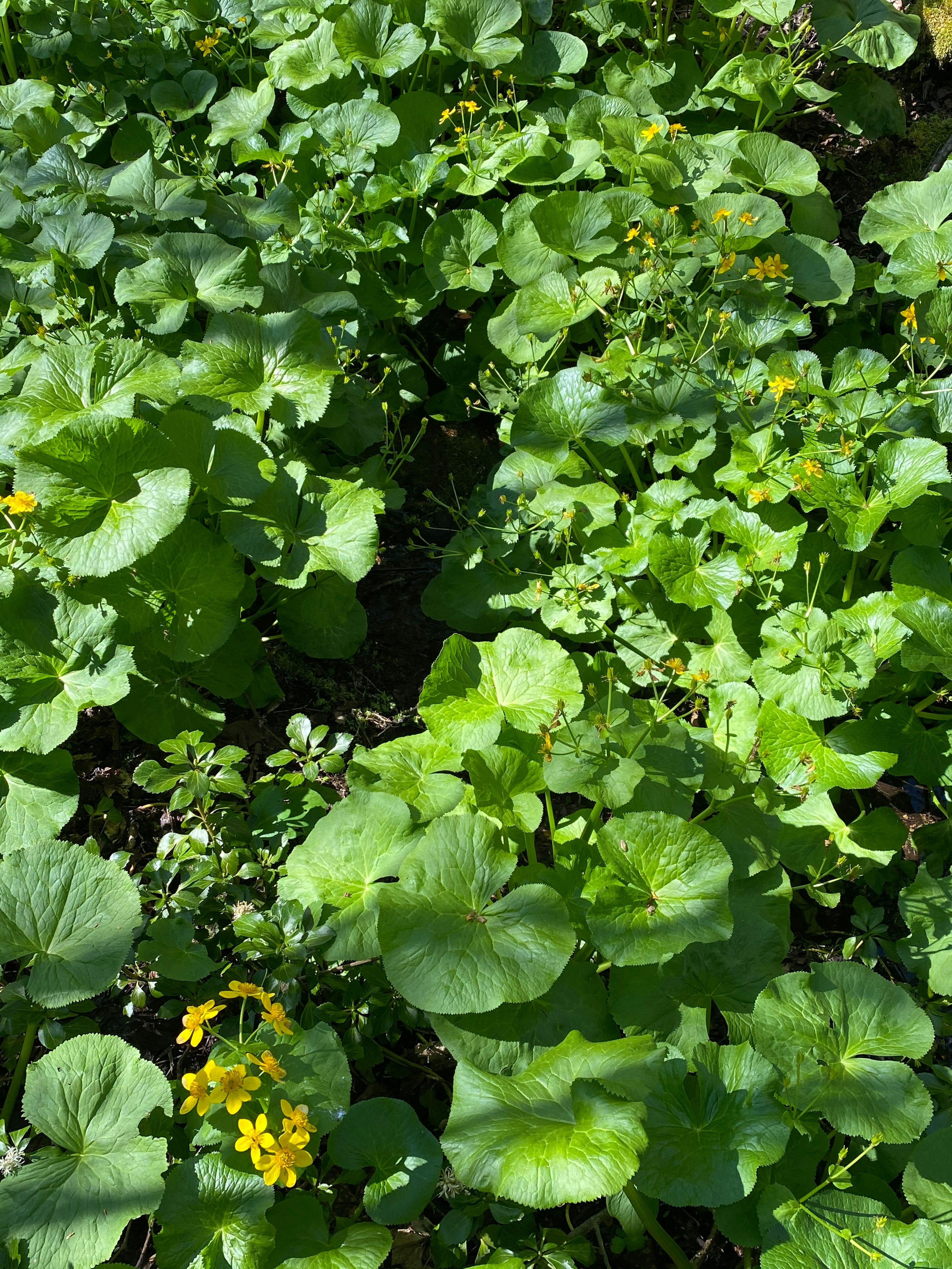 Vegetasi subur dengan bunga kuning di antara berbagai tanaman berdaun