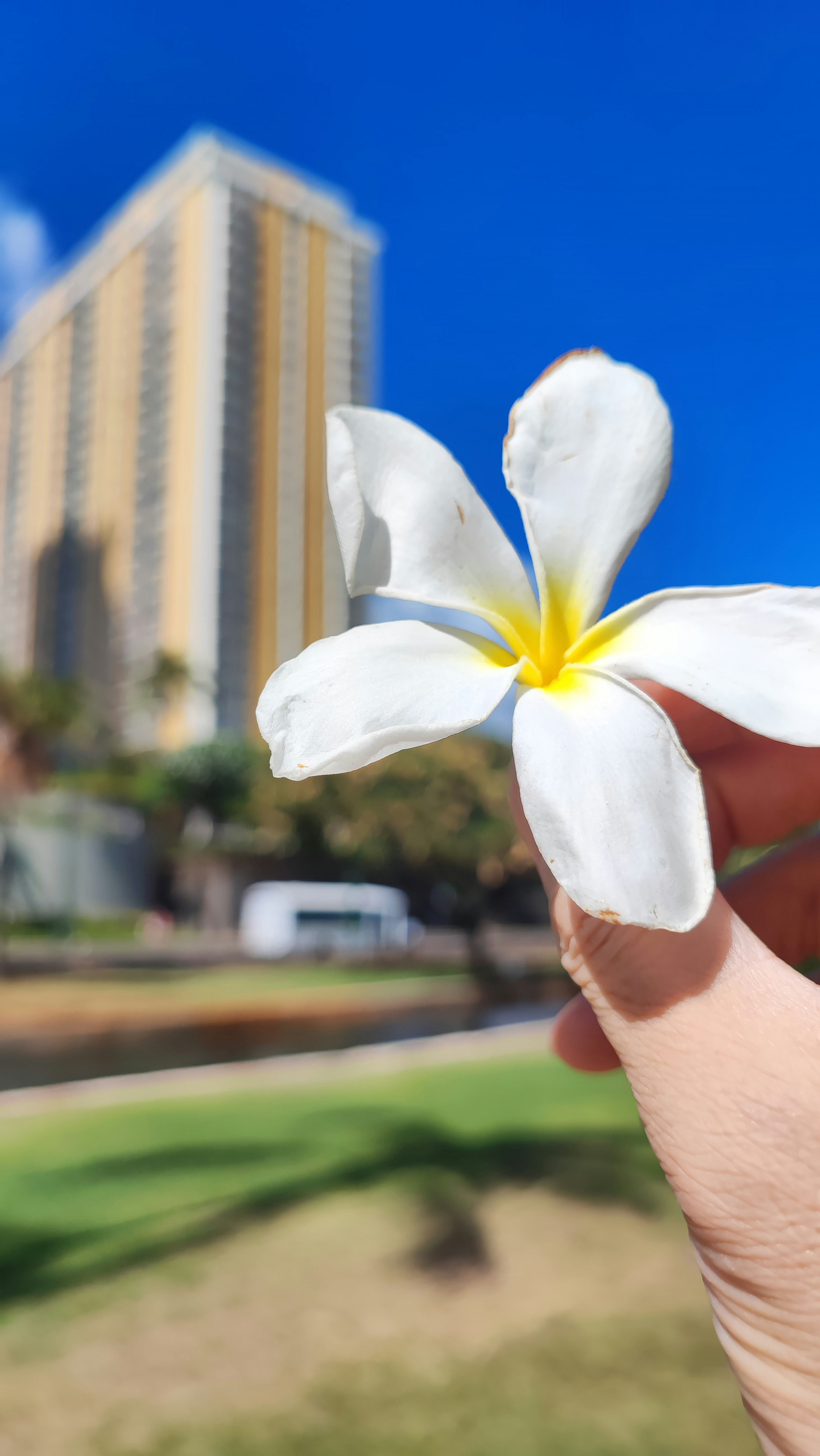 Hand holding a white plumeria flower with a tall building and blue sky in the background