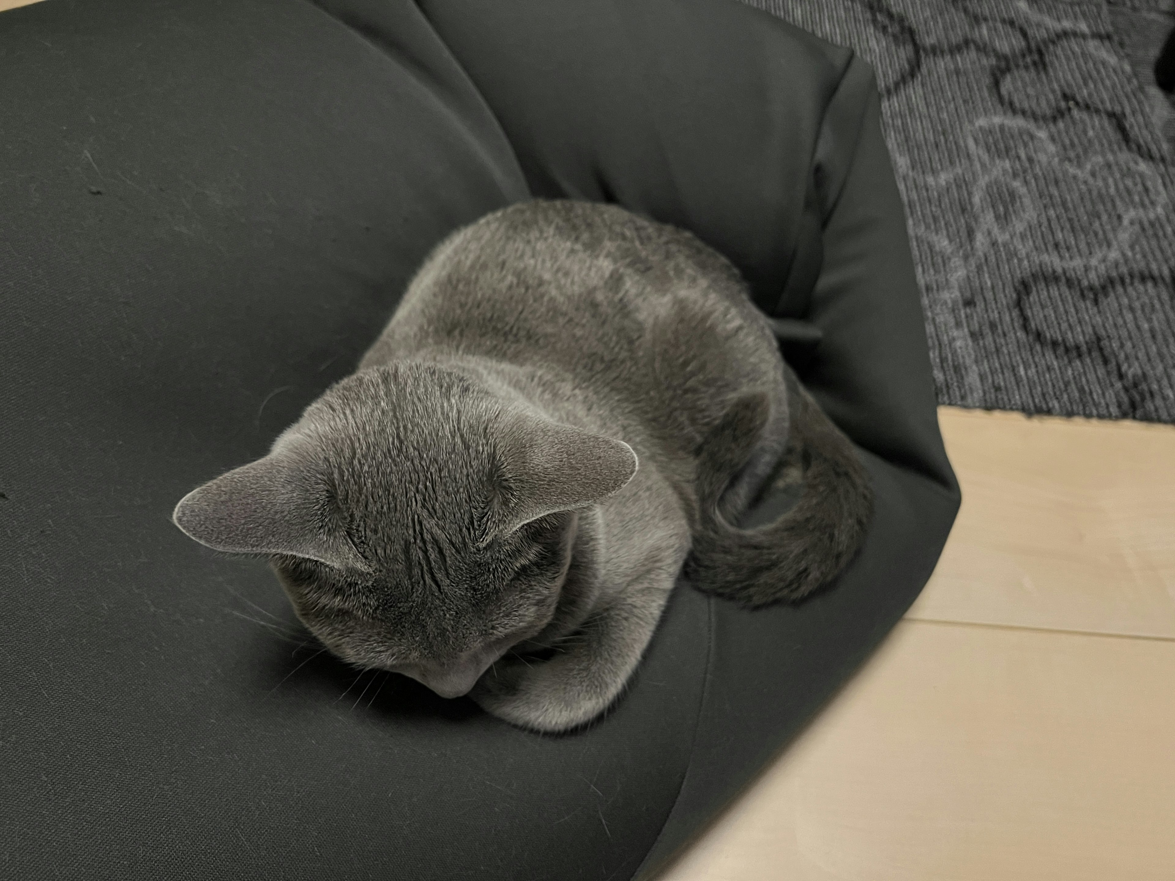 A gray cat curled up on a black cushion