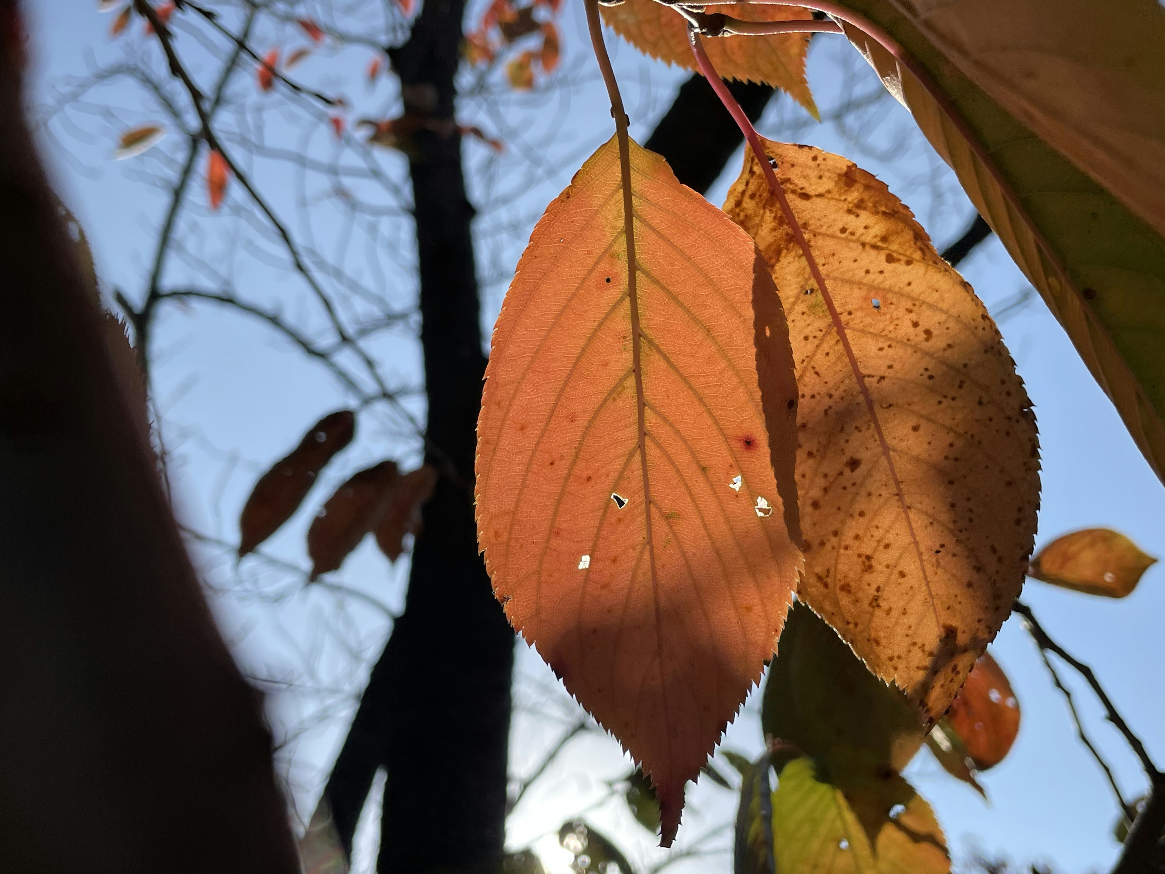 Primo piano di foglie autunnali di colore arancione contro un cielo blu