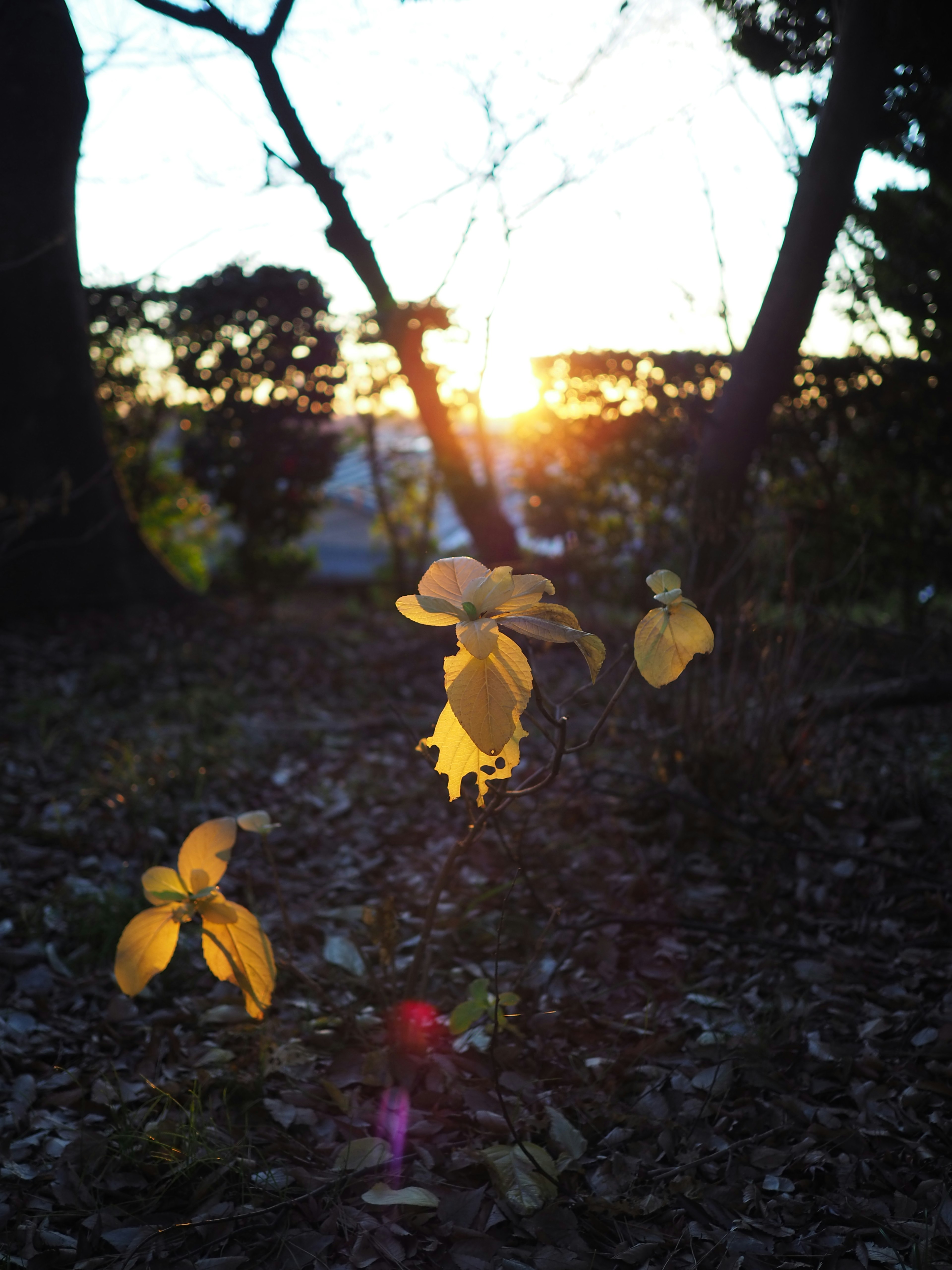 夕日を背景にした黄色い花が咲く風景