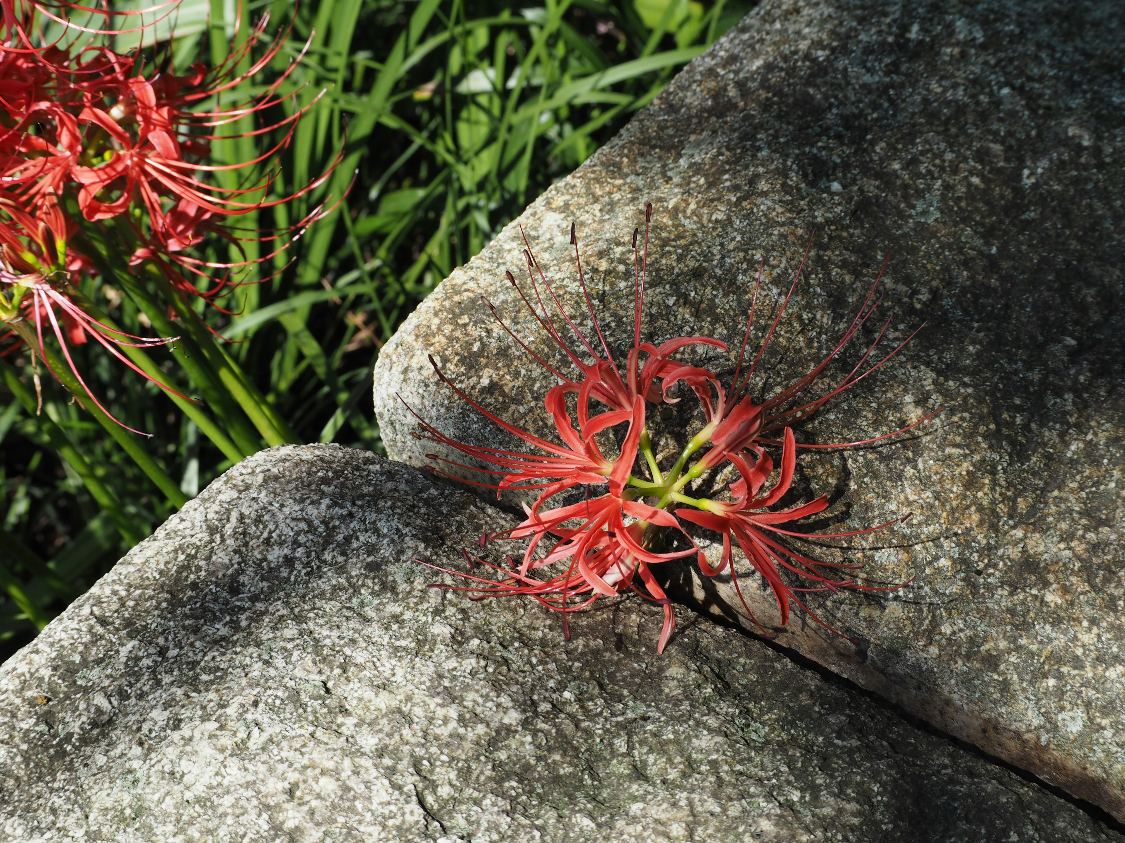 Flor roja saliendo de una hendidura en la piedra rodeada de hierba