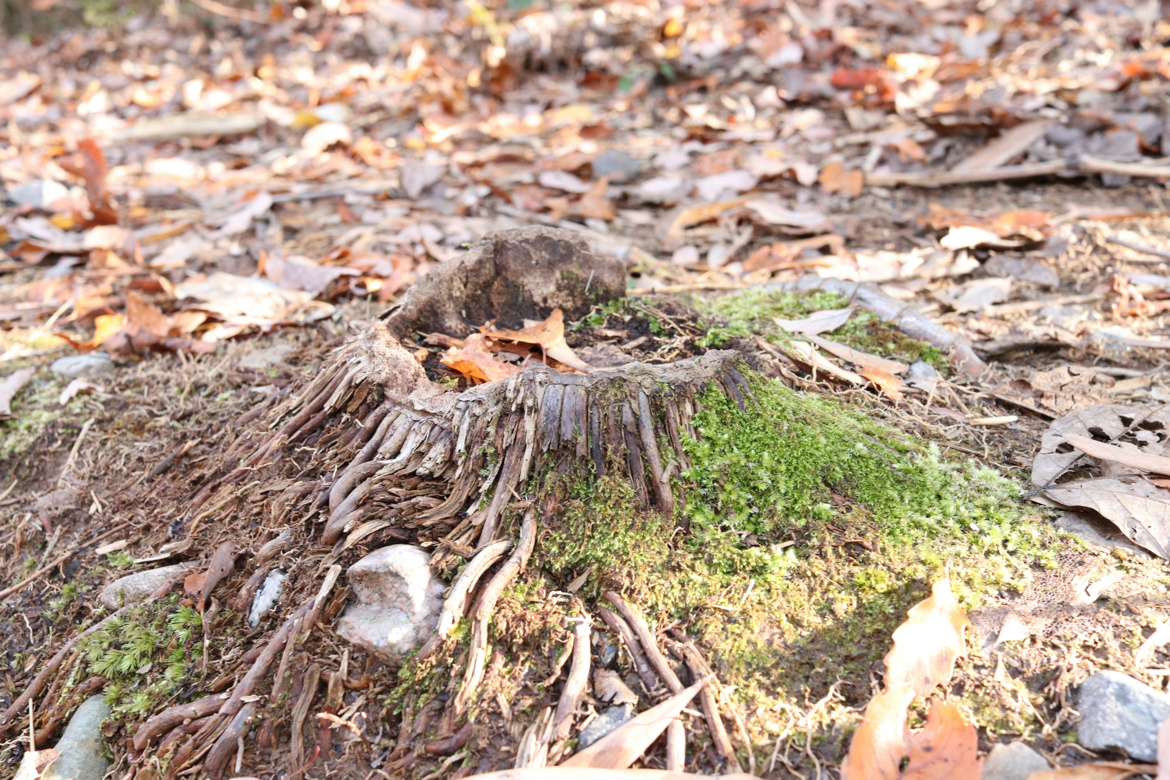 Souche d'arbre recouverte de mousse entourée de feuilles tombées