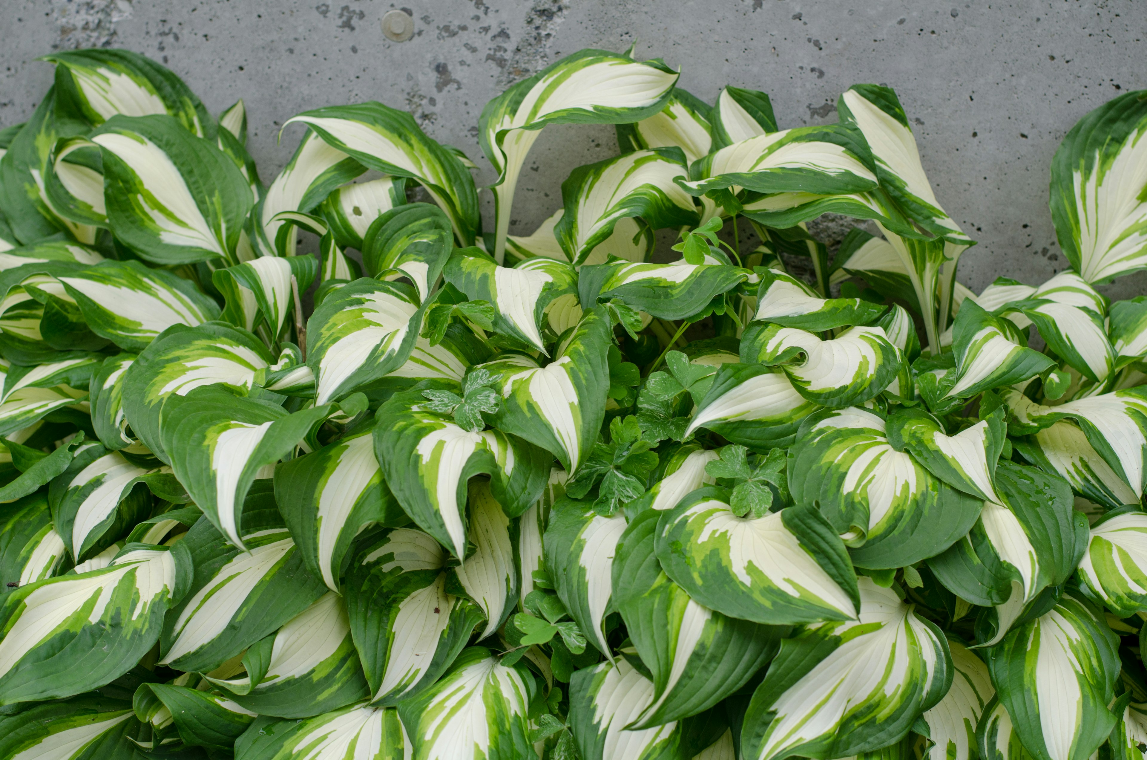 Grupo de hojas de hosta con rayas verdes y blancas