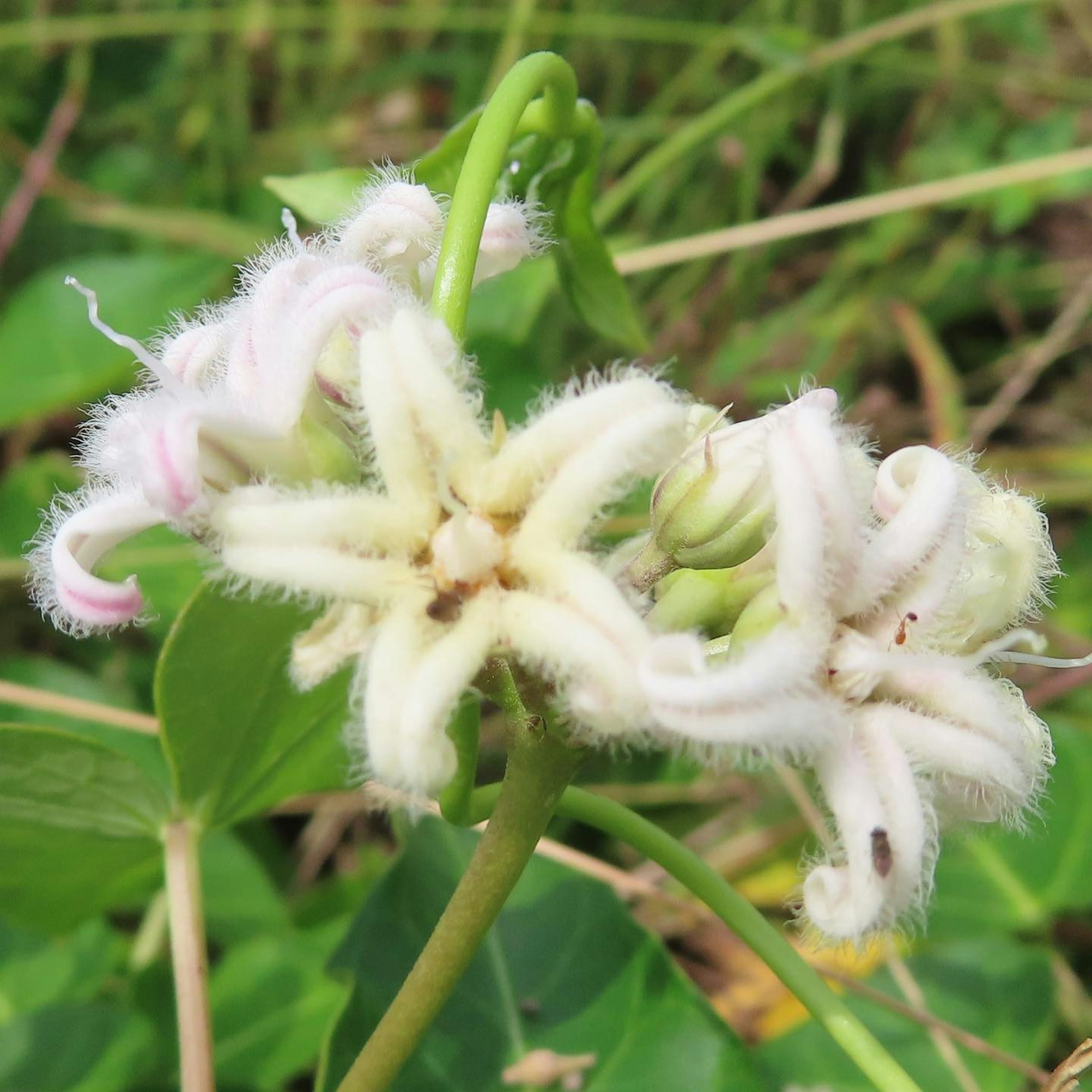 A plant with fluffy white flowers set against a green background