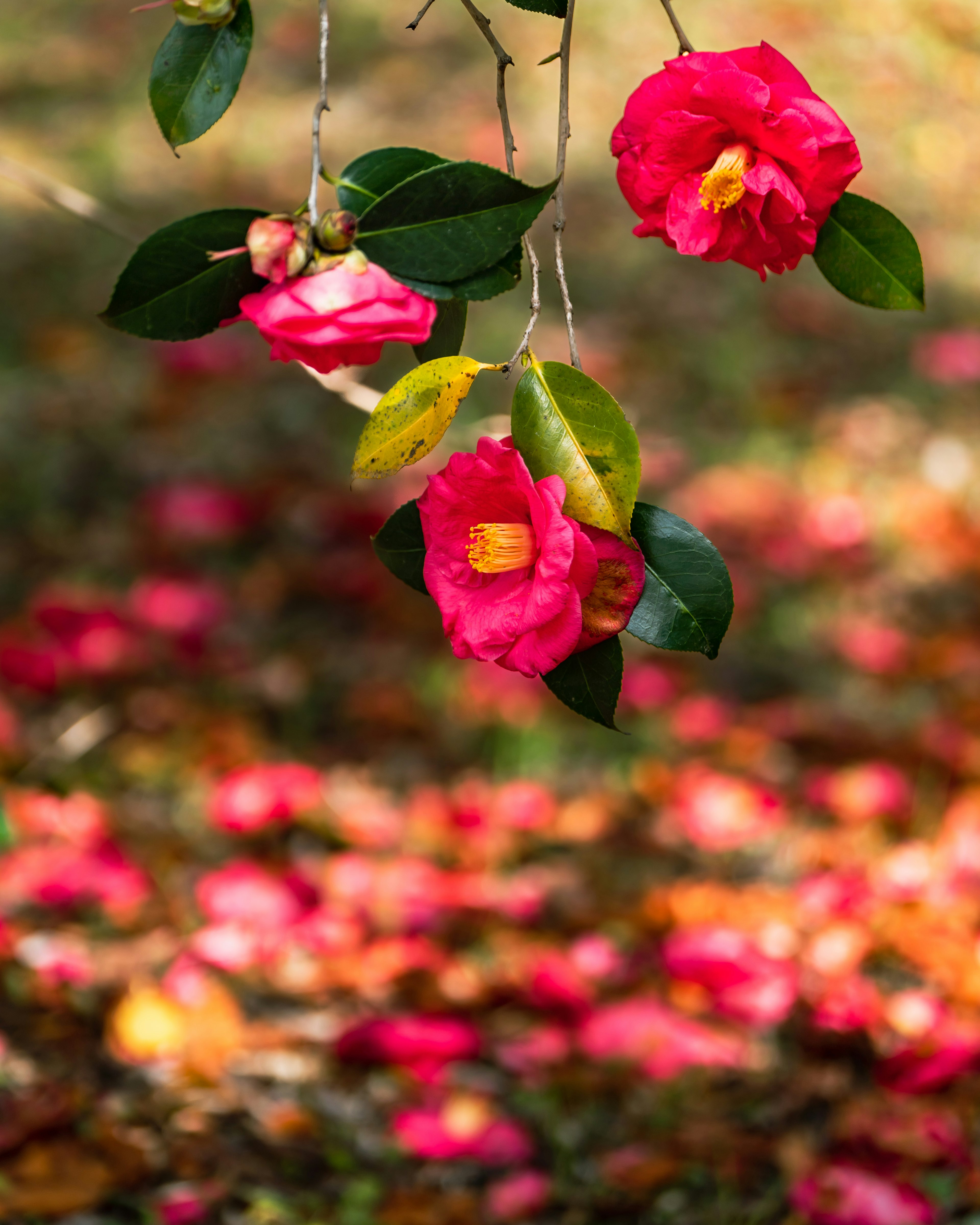 鮮やかなピンクの椿の花とその周りの落ち葉の風景