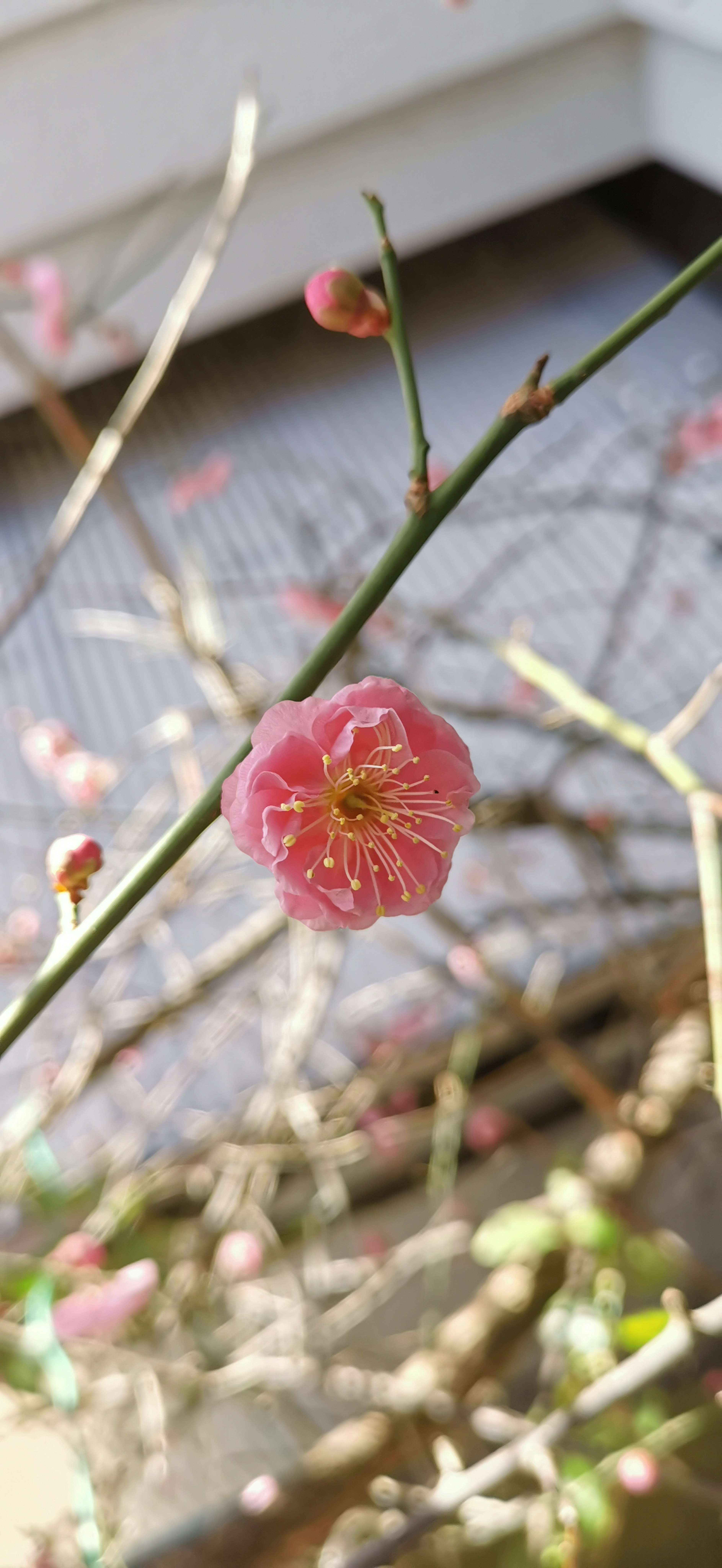 A branch with a blooming pink flower