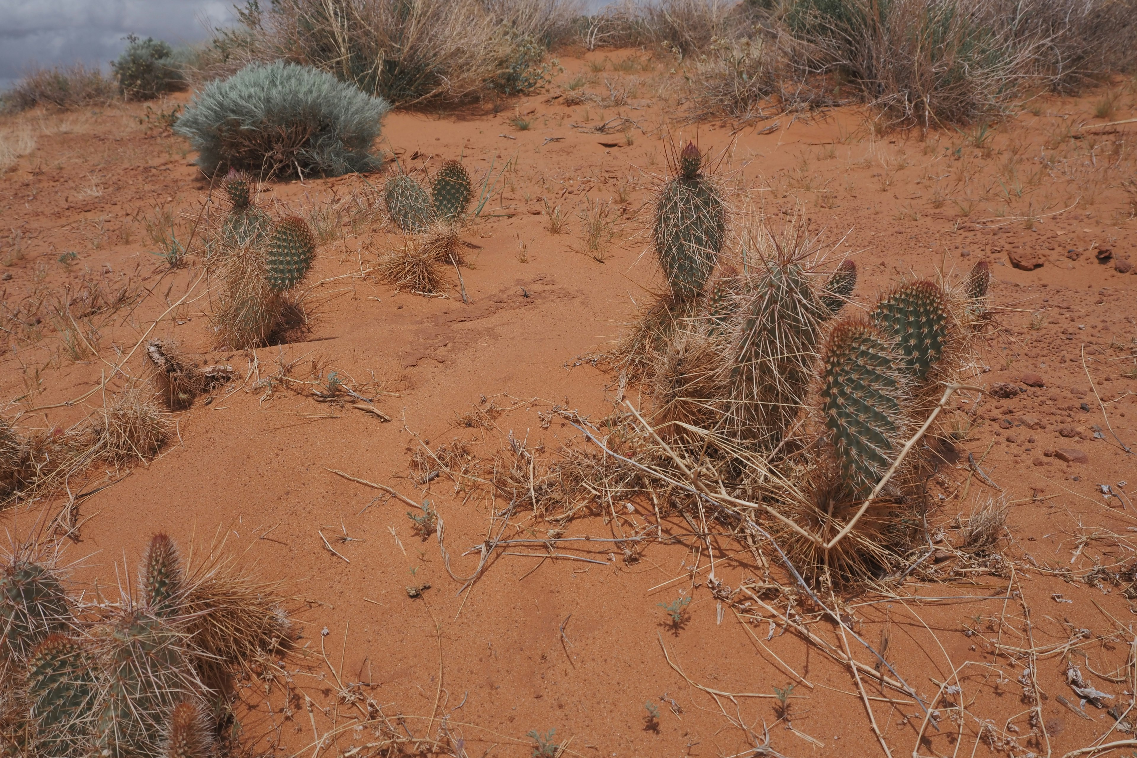 Cactus en un paisaje desértico con hierba seca