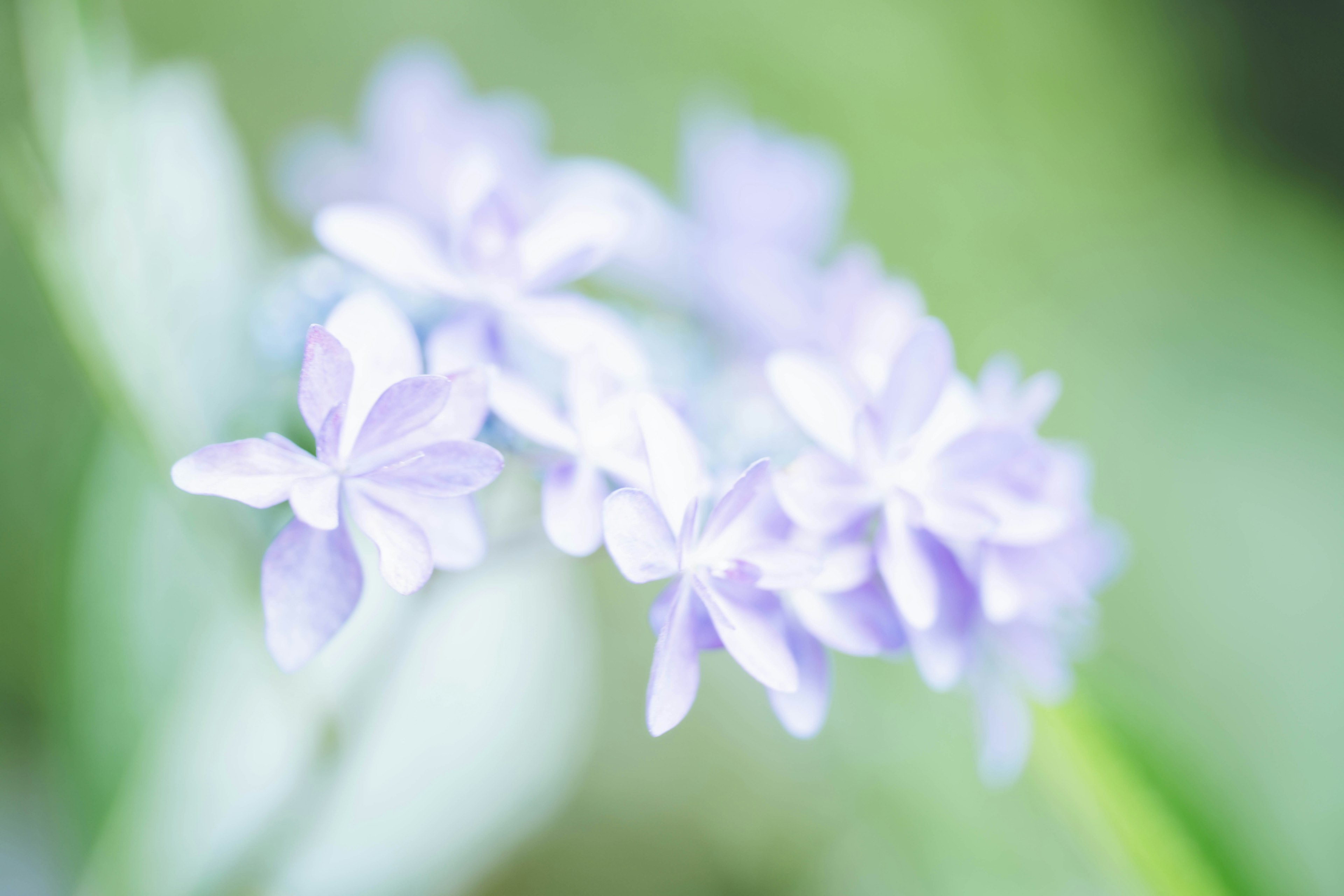 Sanfte lila Blumen blühen vor einem verschwommenen Hintergrund