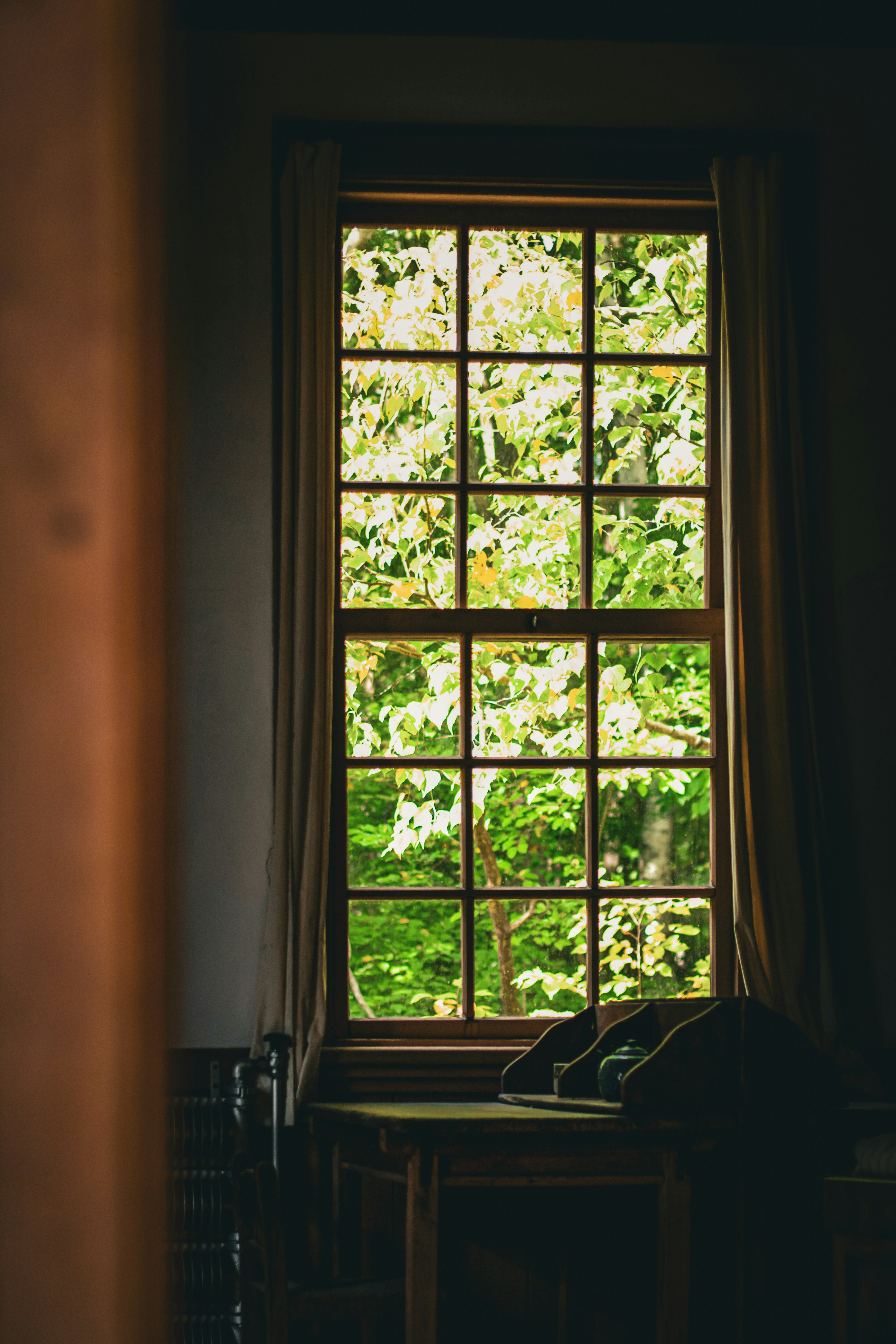 Wooden window frame showcasing lush green foliage