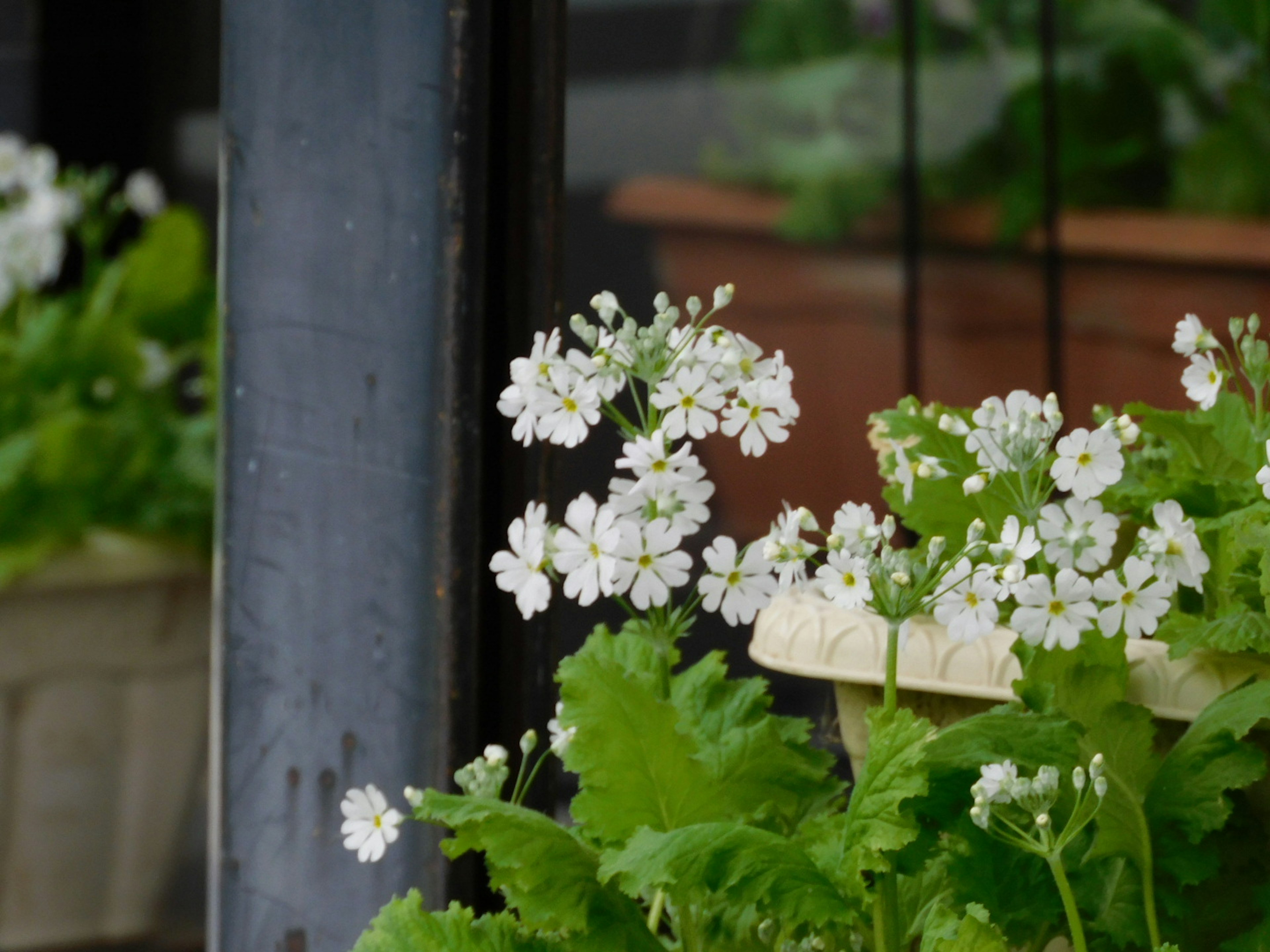 Primo piano di piante con fiori bianchi e foglie verdi