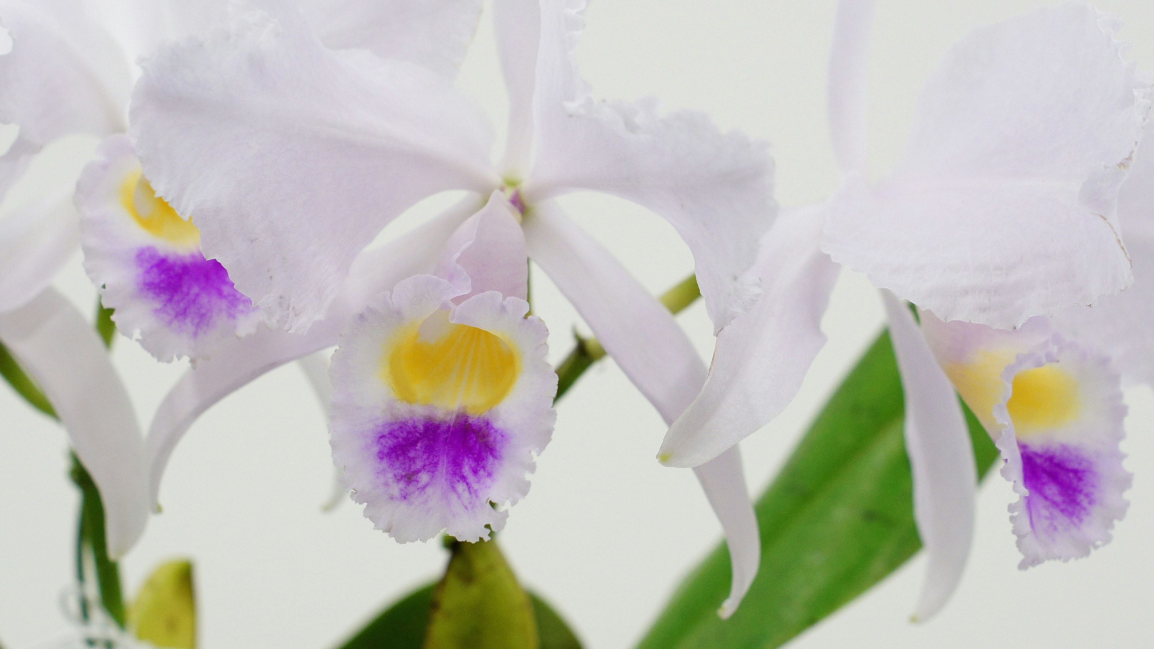 Flores de orquídea con pétalos blancos y marcas moradas y amarillas