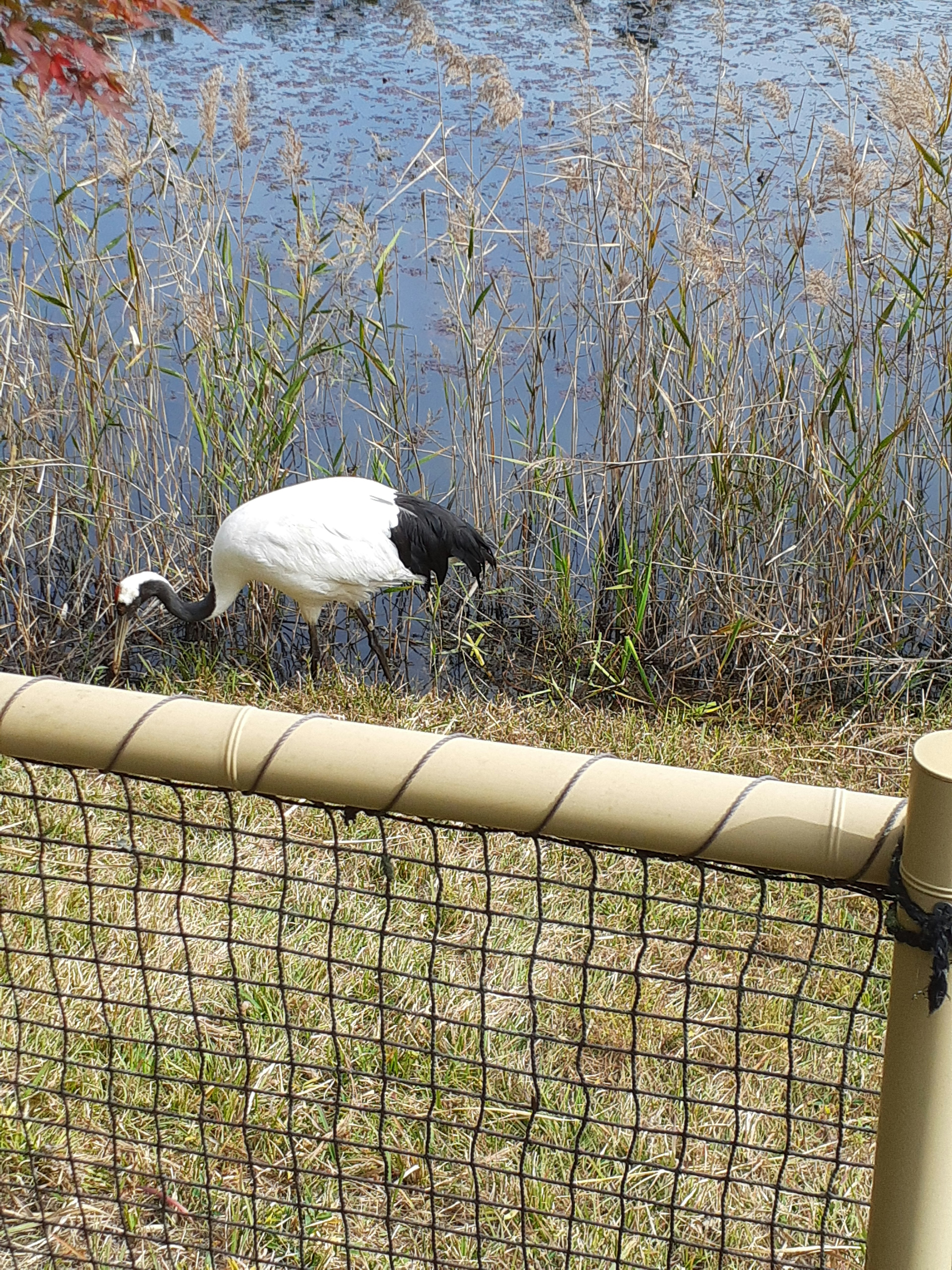 Una grúa blanca y negra buscando comida cerca del agua