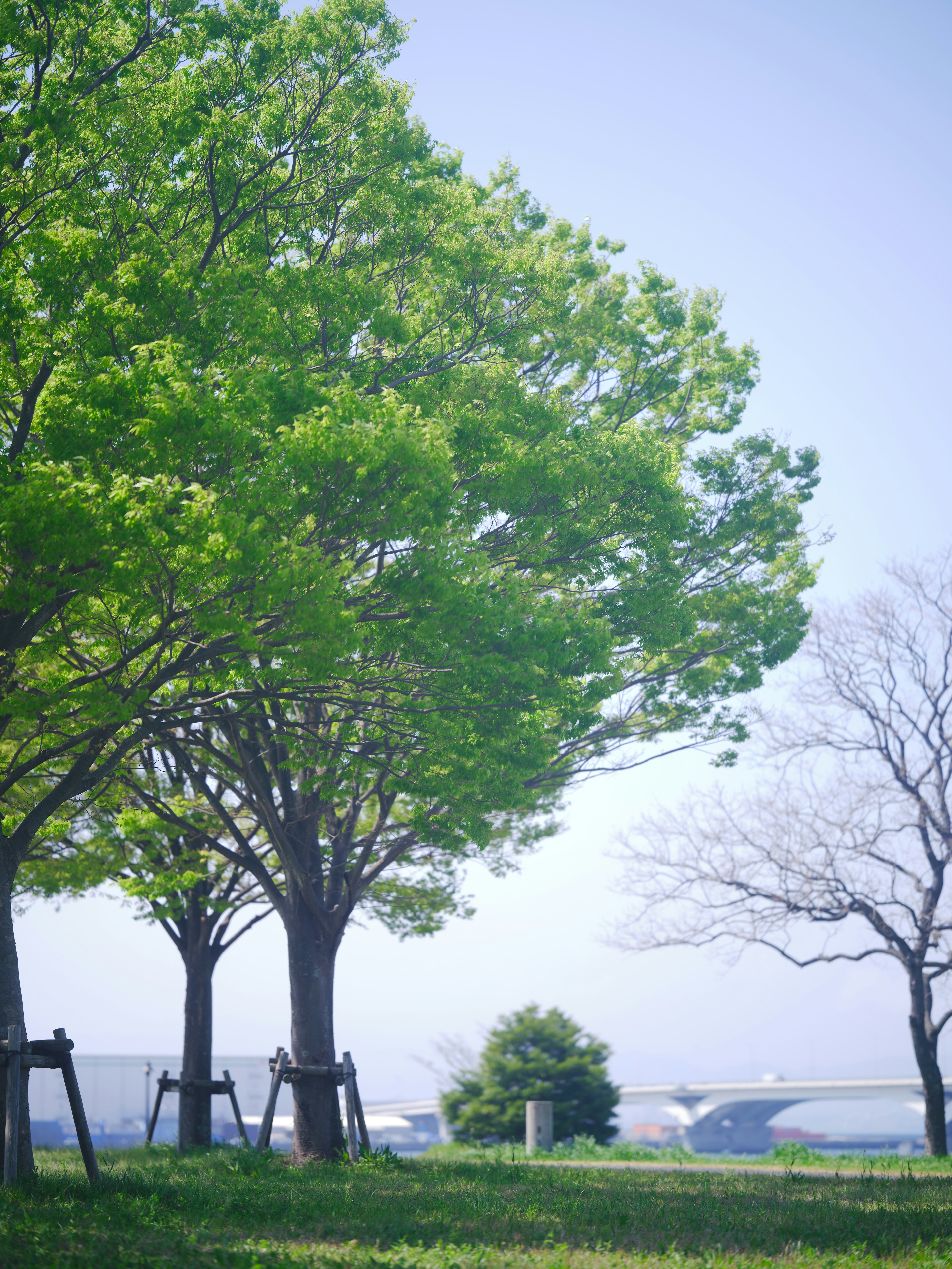 Lush green trees against a clear blue sky