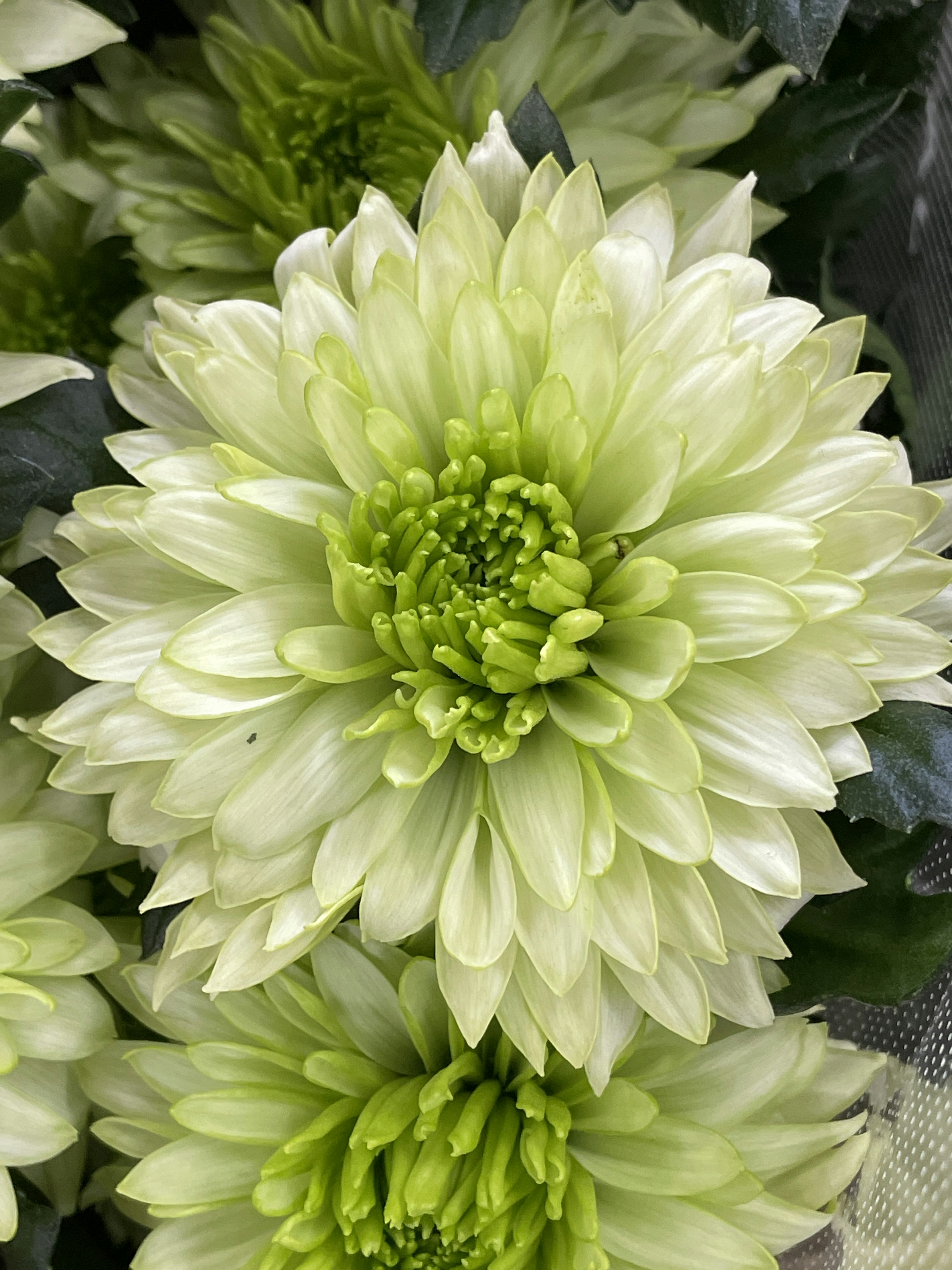 Nahaufnahme einer großen grünlichen Chrysanthemenblüte