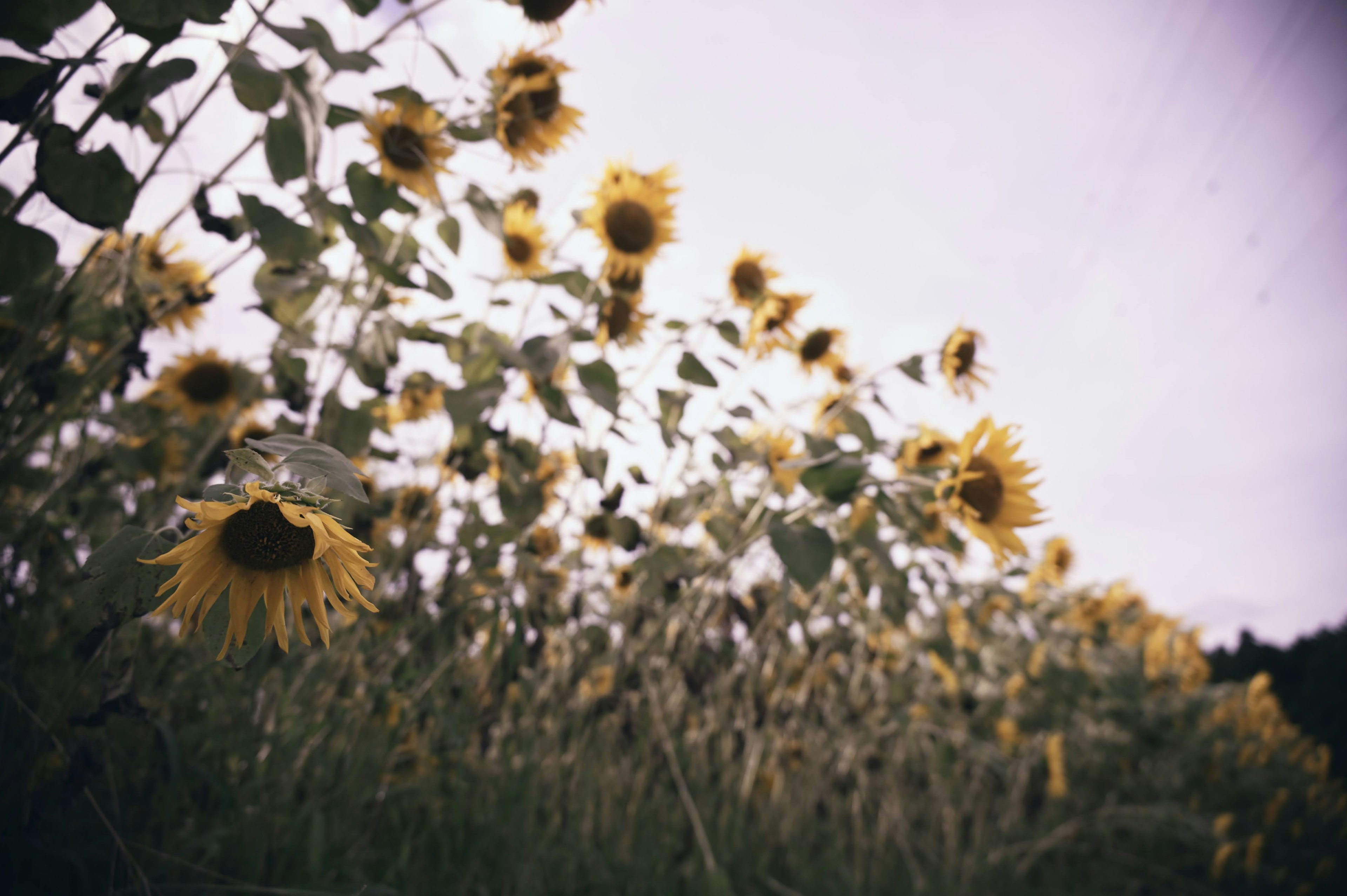 Paysage de tournesols avec un ciel sombre et des tournesols grands