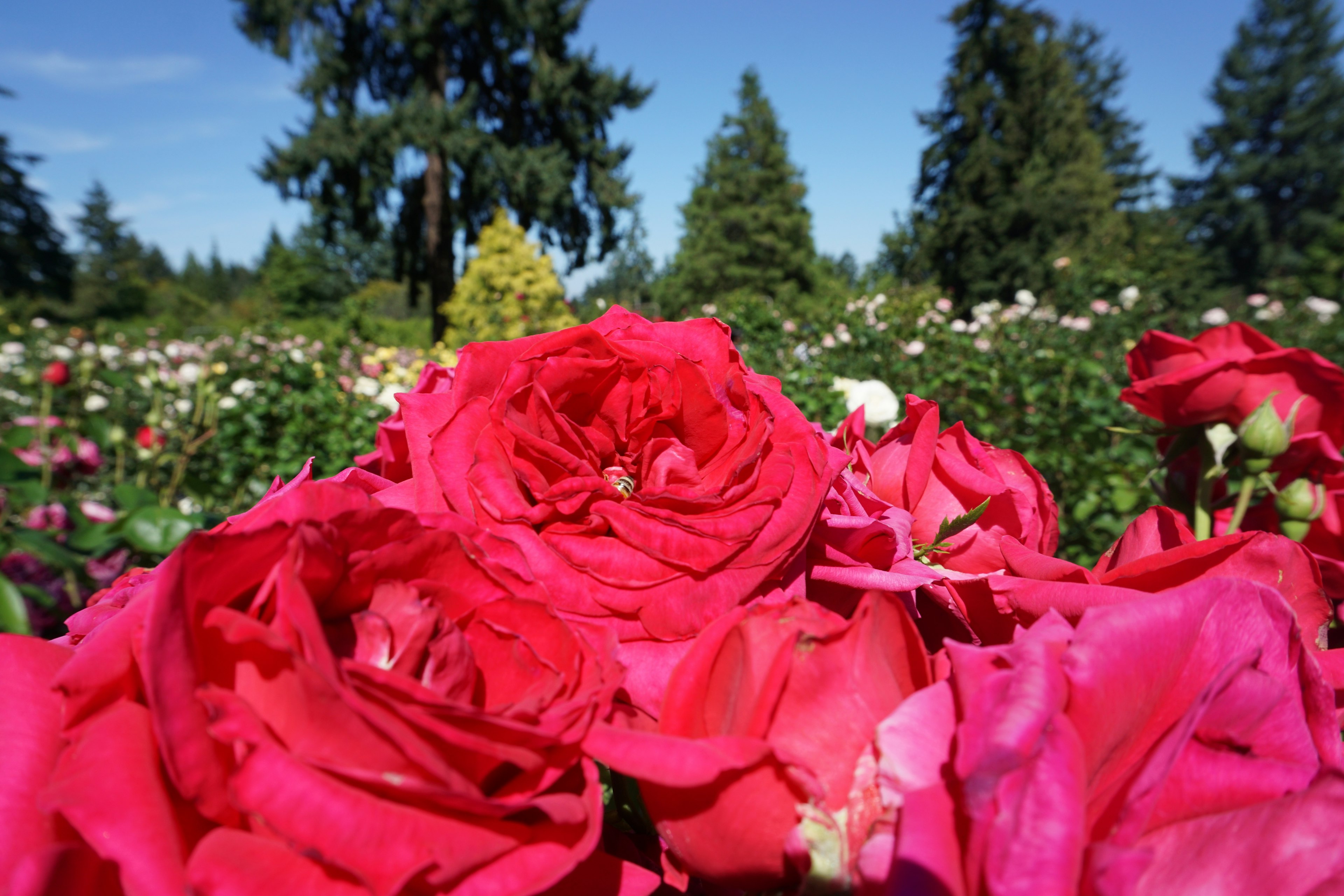 Rose rosse vivaci in primo piano con alberi verdi e altri fiori sullo sfondo