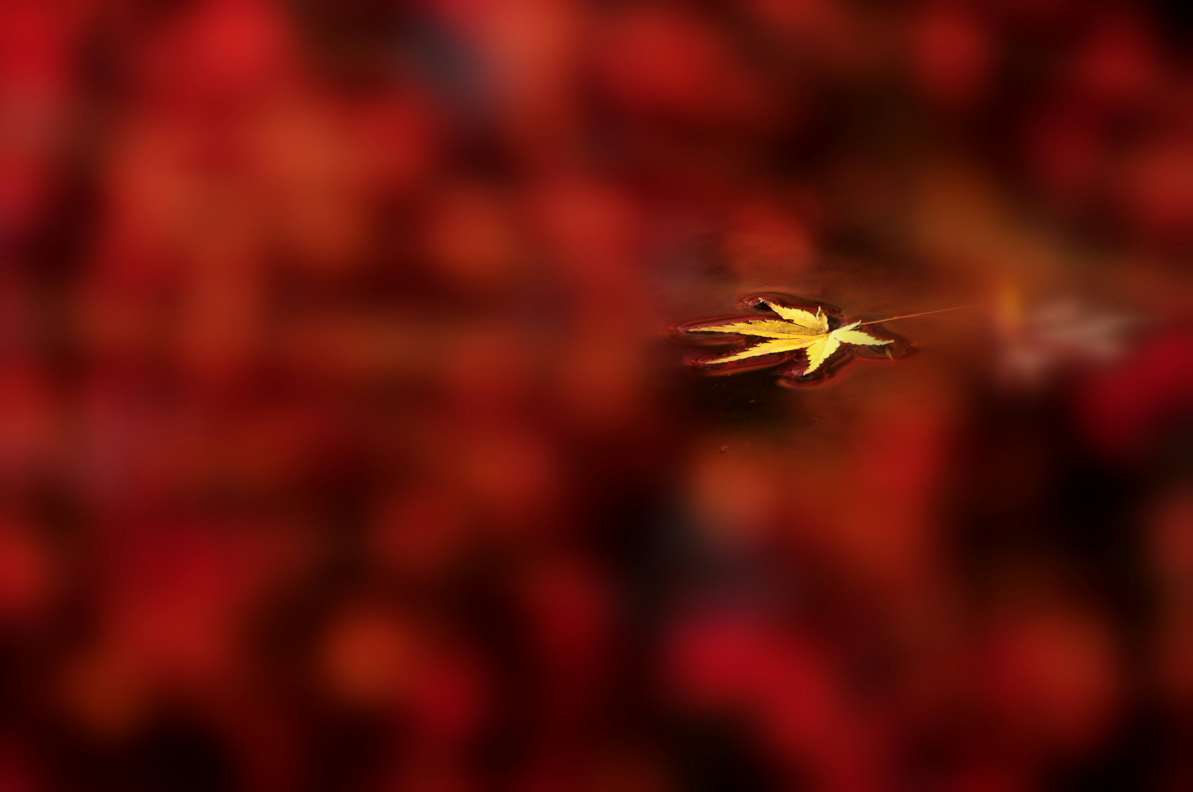 A yellow leaf floating against a vibrant red background