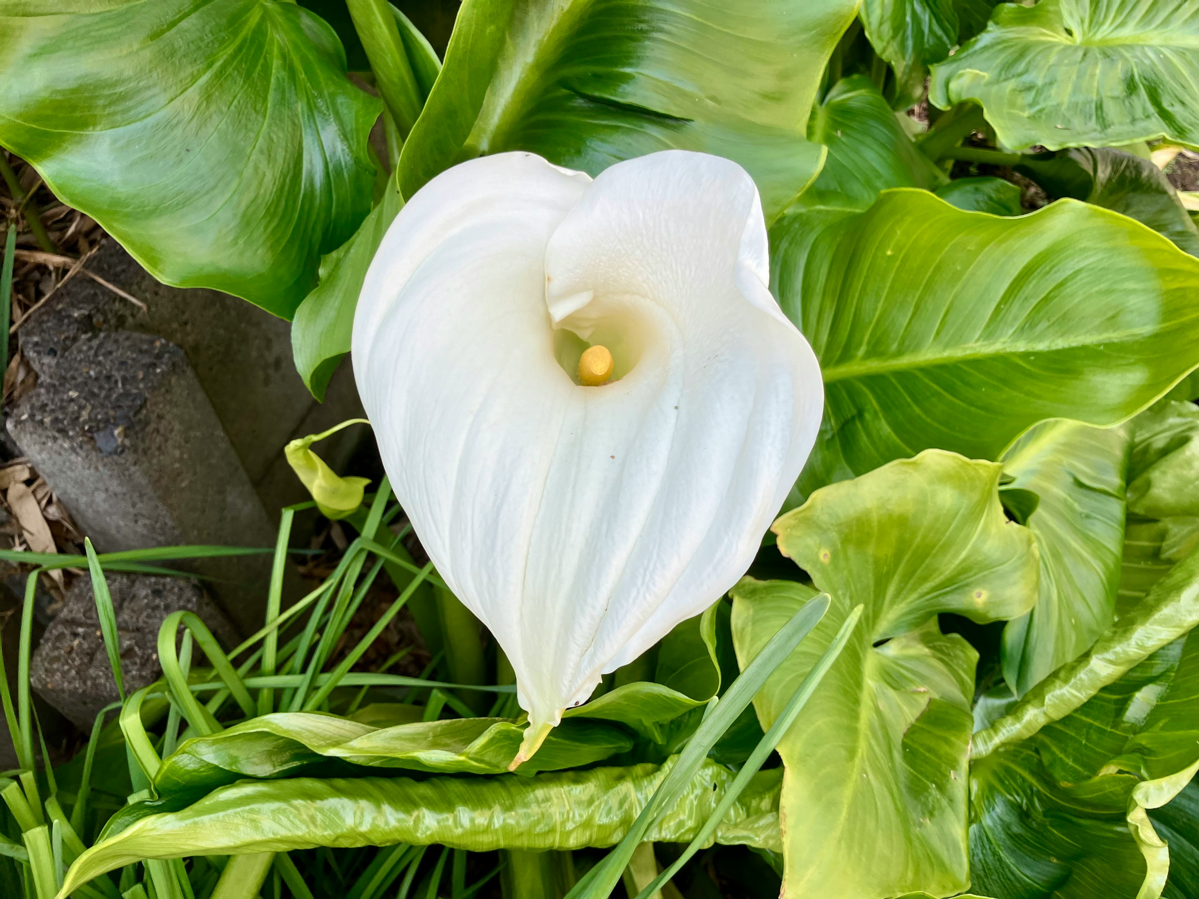 白いカラーリリーの花が緑の葉の中に咲いている