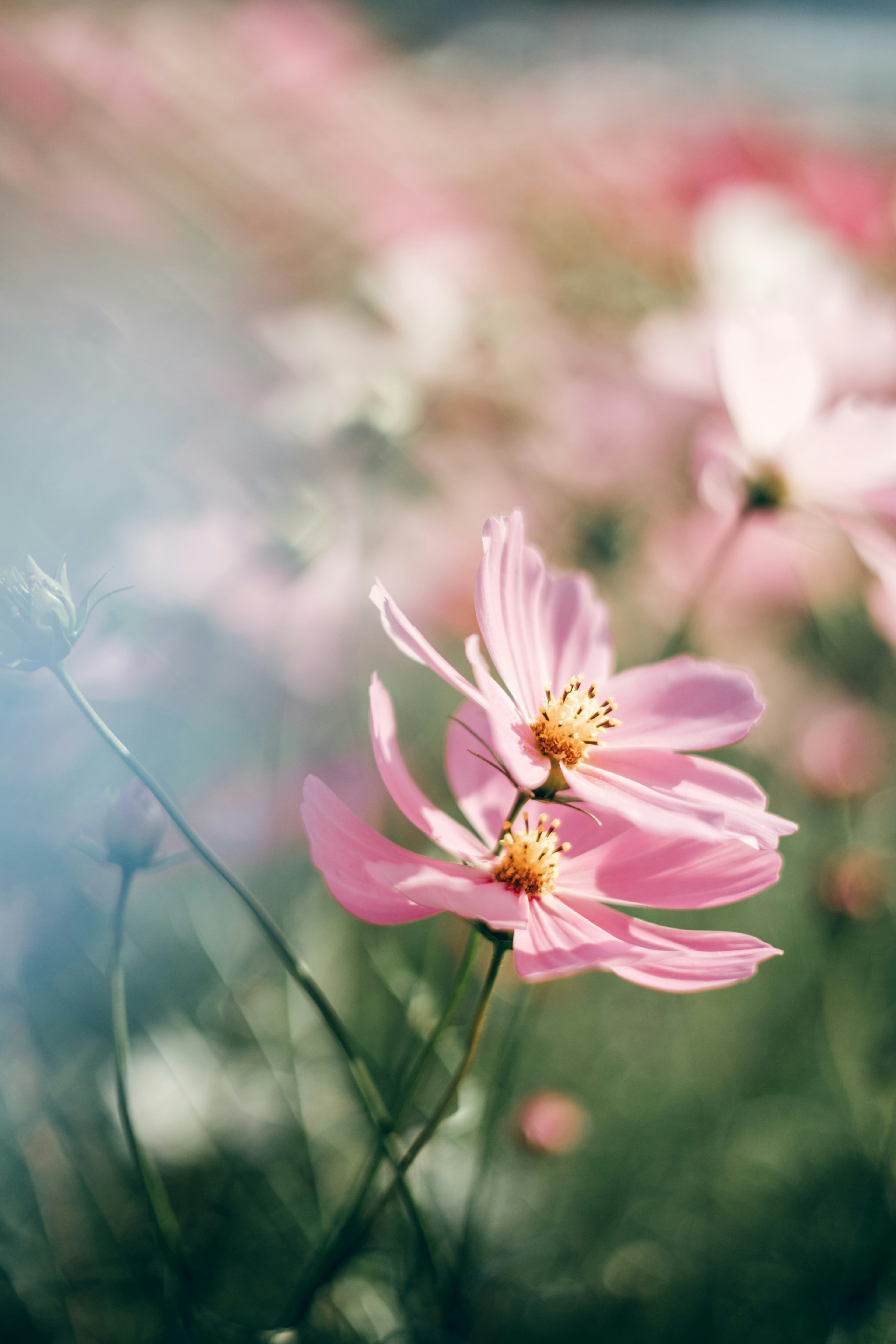 Gros plan sur une délicate fleur rose entourée de fleurs floues en arrière-plan