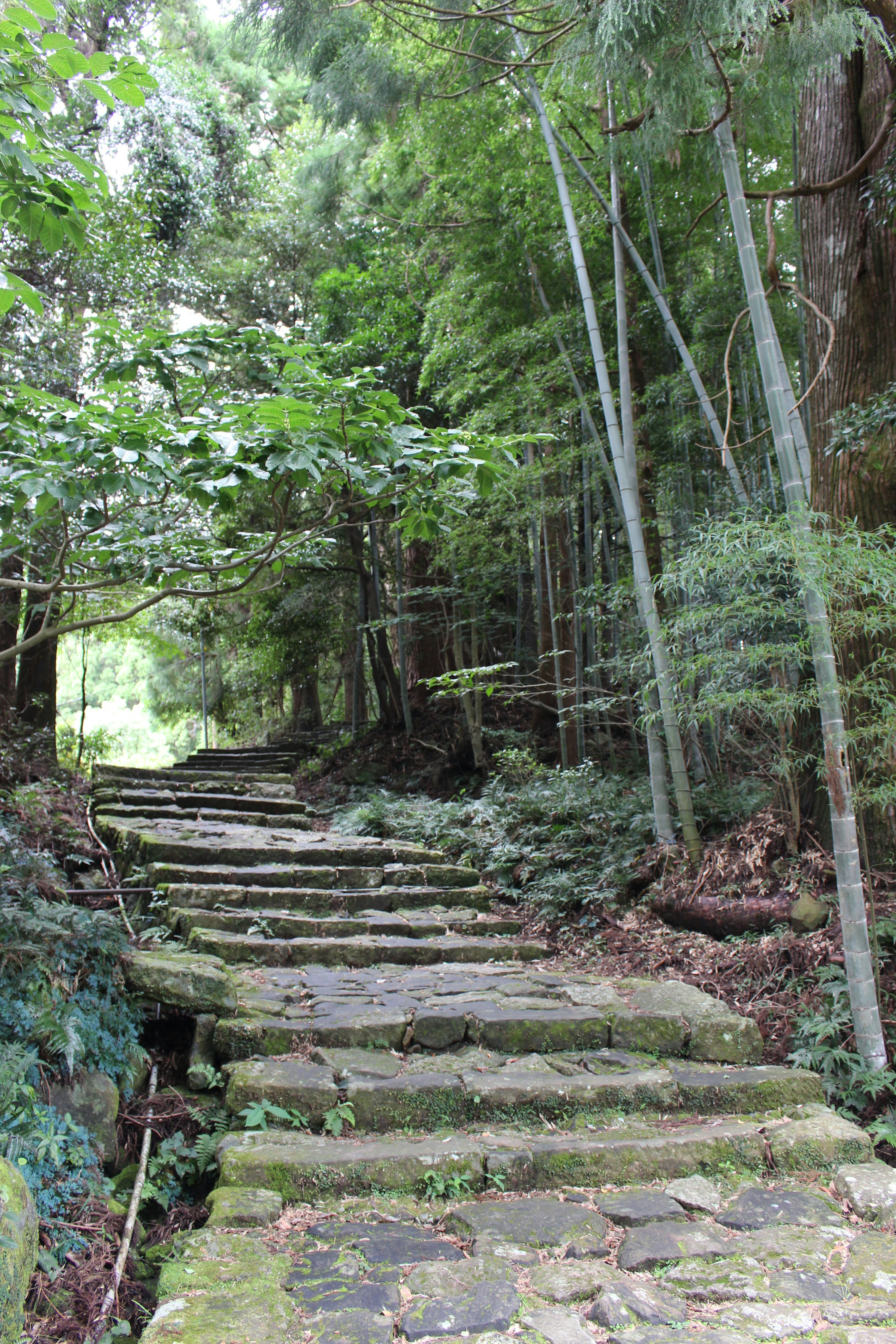 Escalier en pierre dans un chemin forestier verdoyant