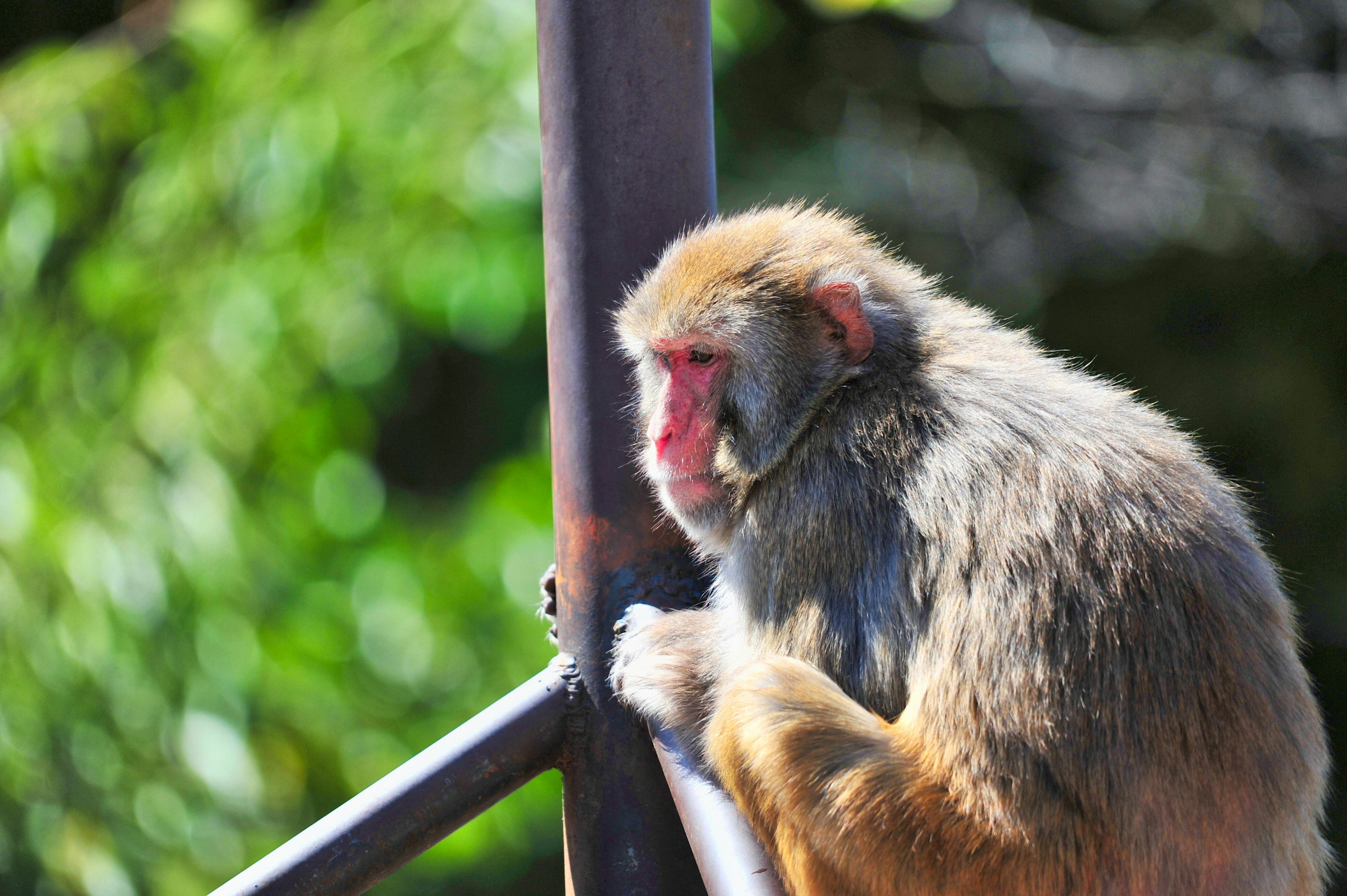 A monkey leaning against a pole with a green background