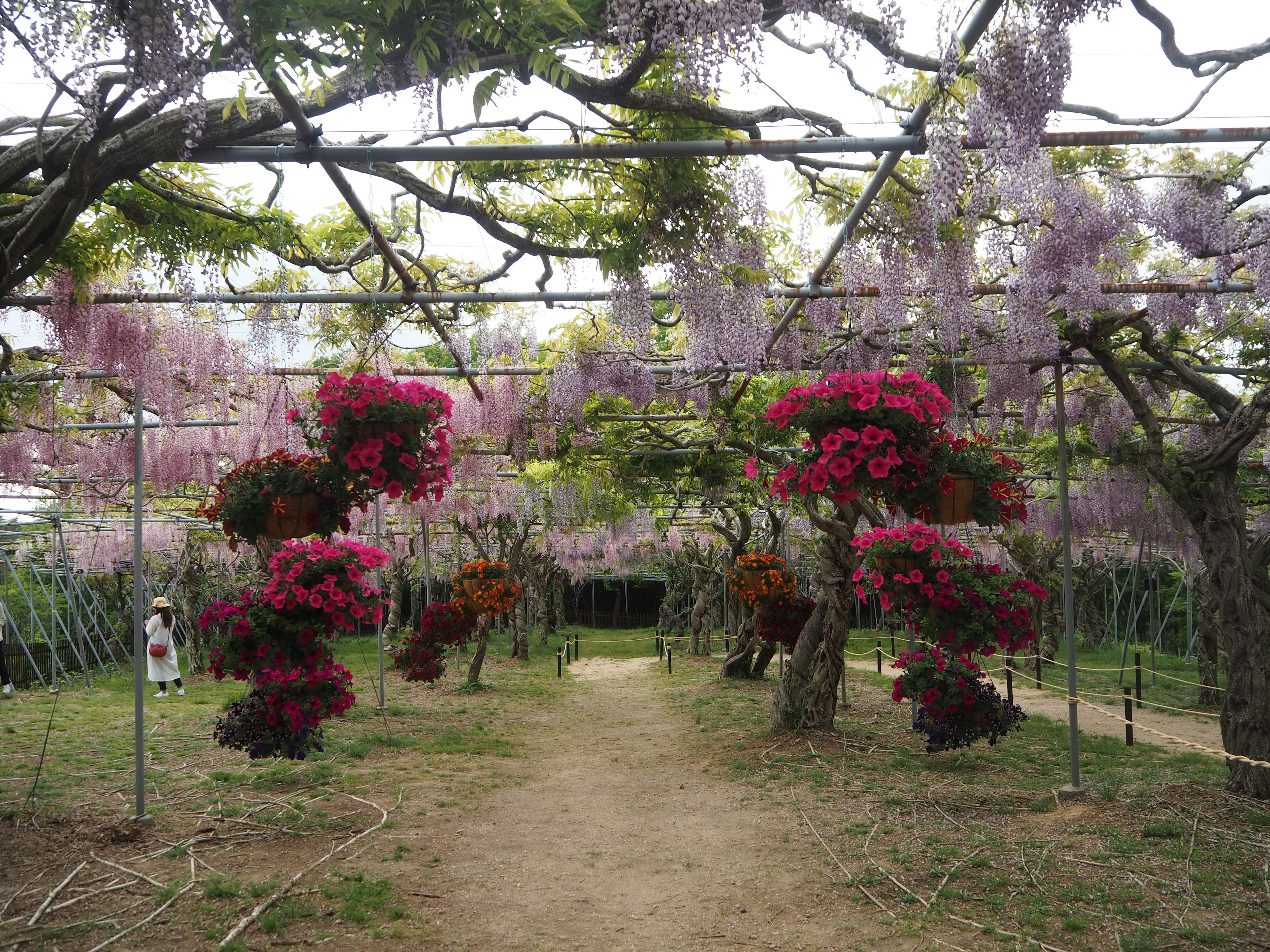 花が咲き誇る庭園の小道 色とりどりの花が吊るされた美しい景観