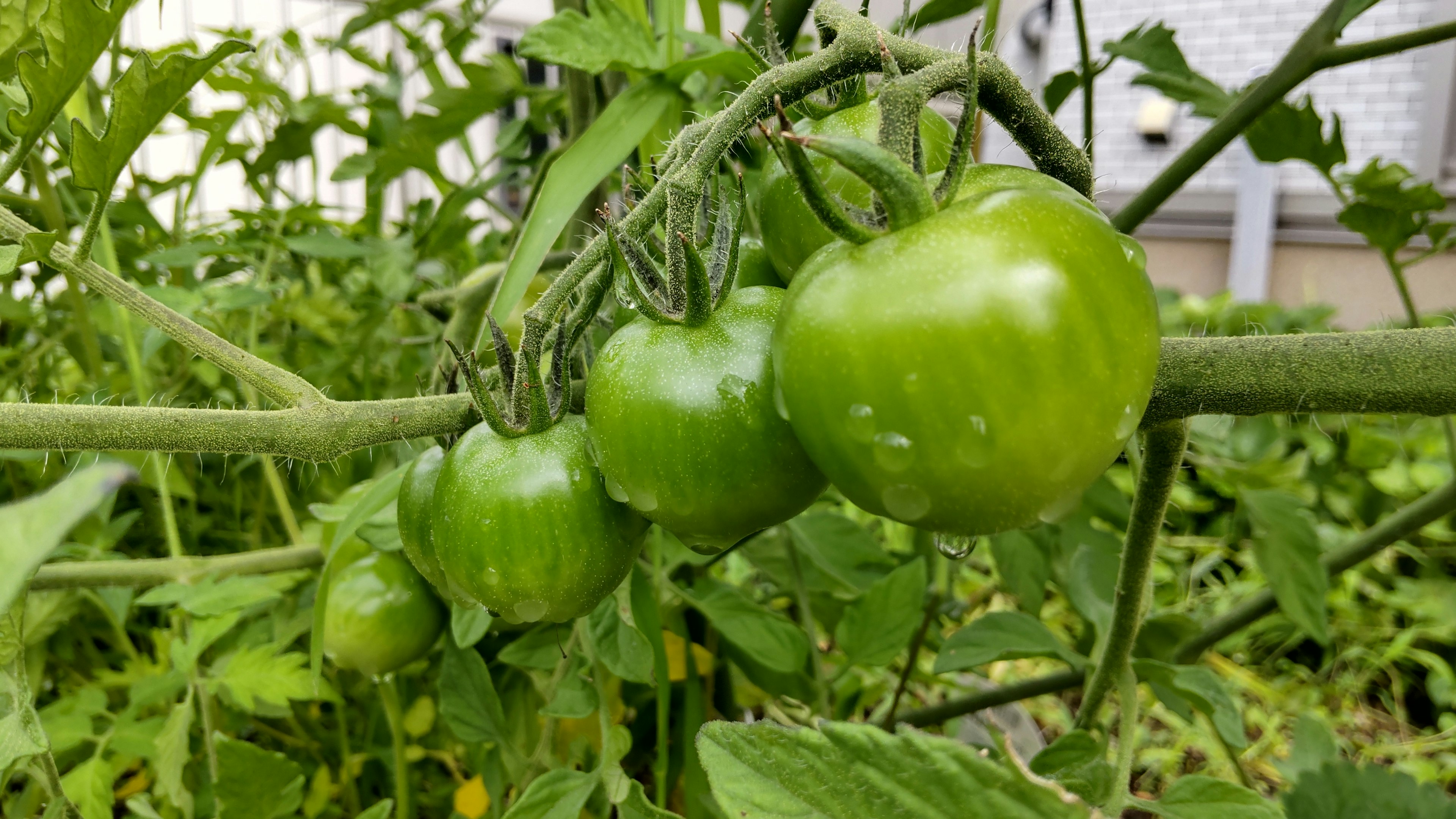 Tomates vertes poussant sur une vigne entourée de feuilles vertes luxuriantes