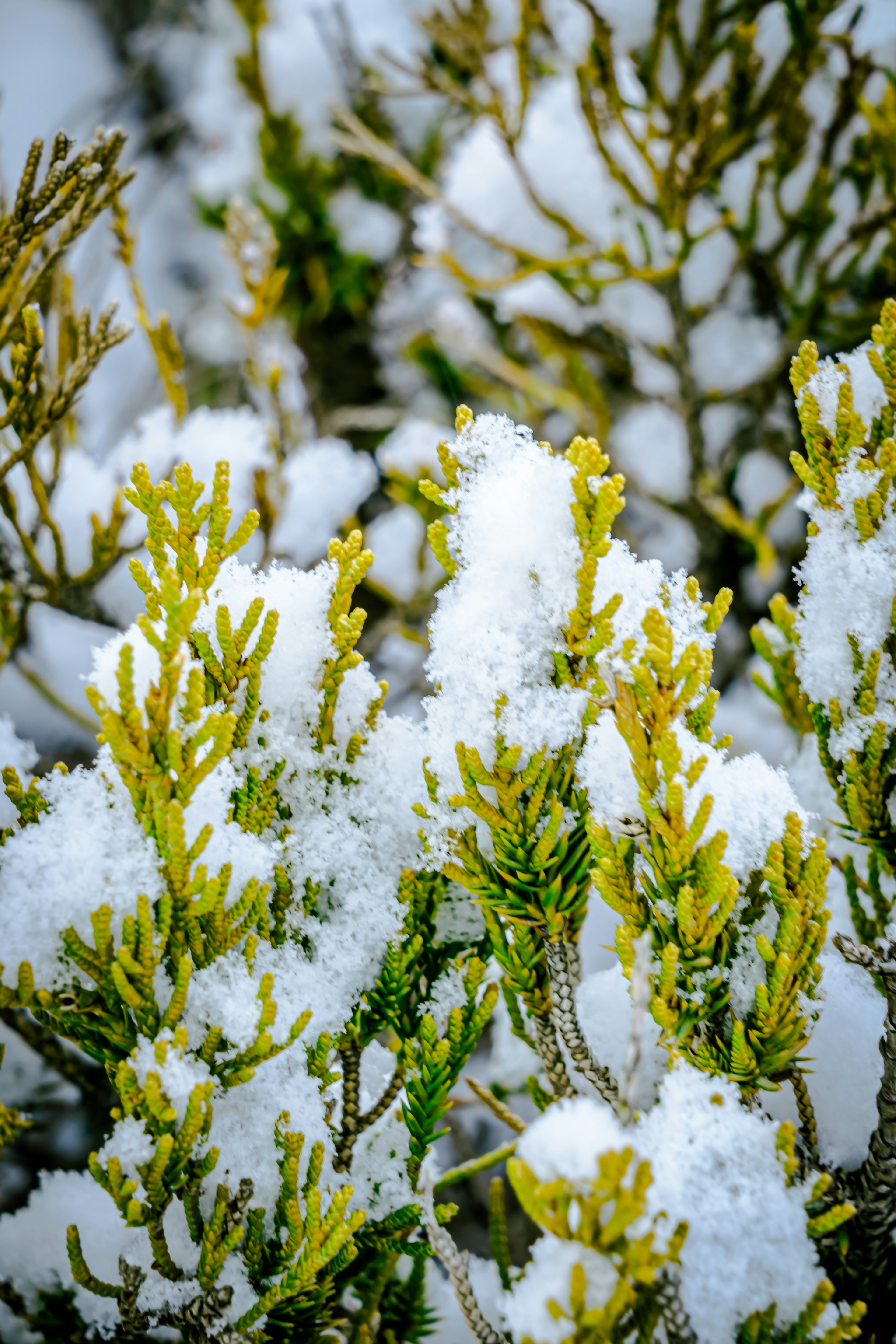 Close-up of green leaves covered in snow