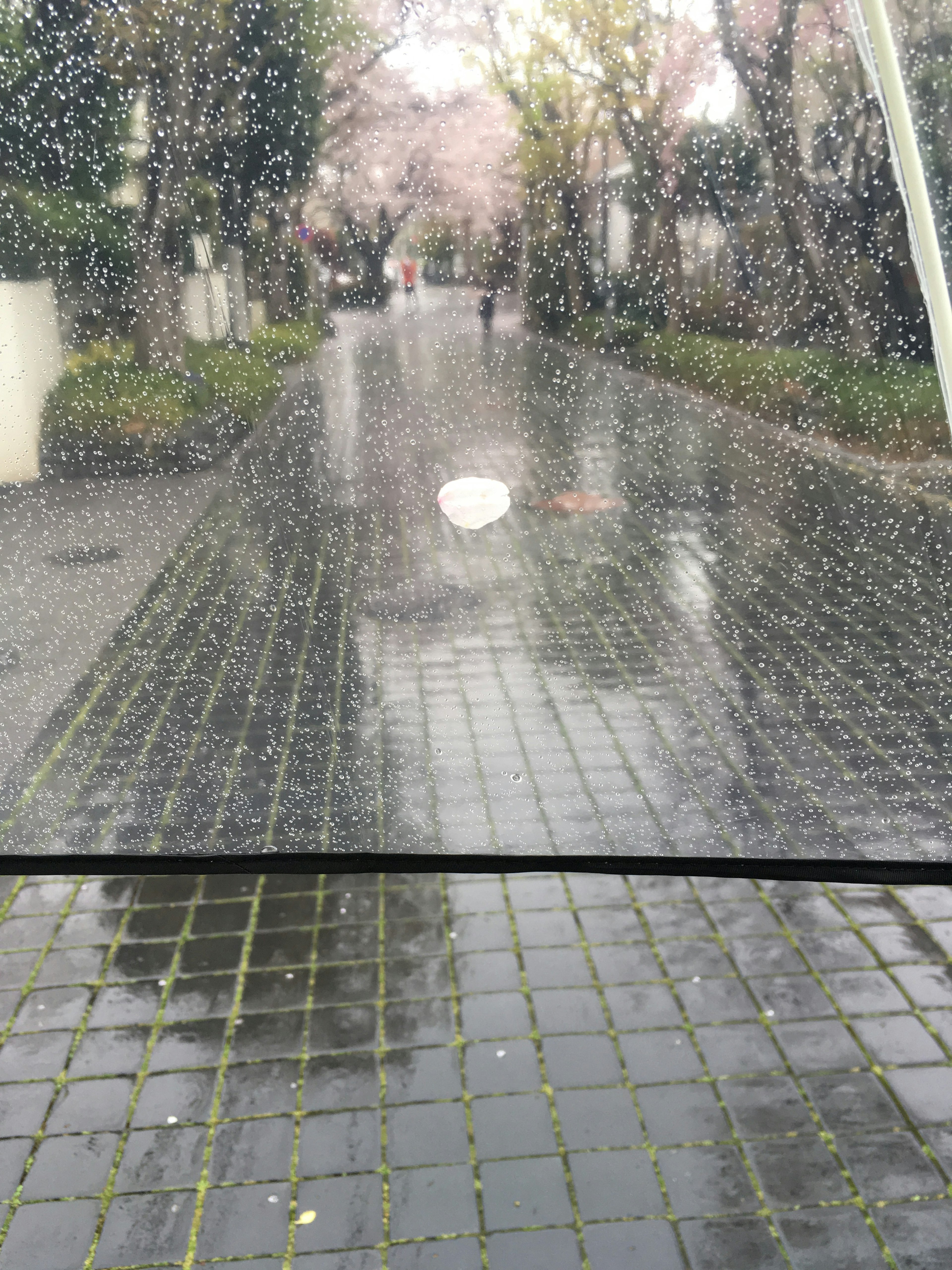 Rue pavée sous la pluie avec des cerisiers en fleurs