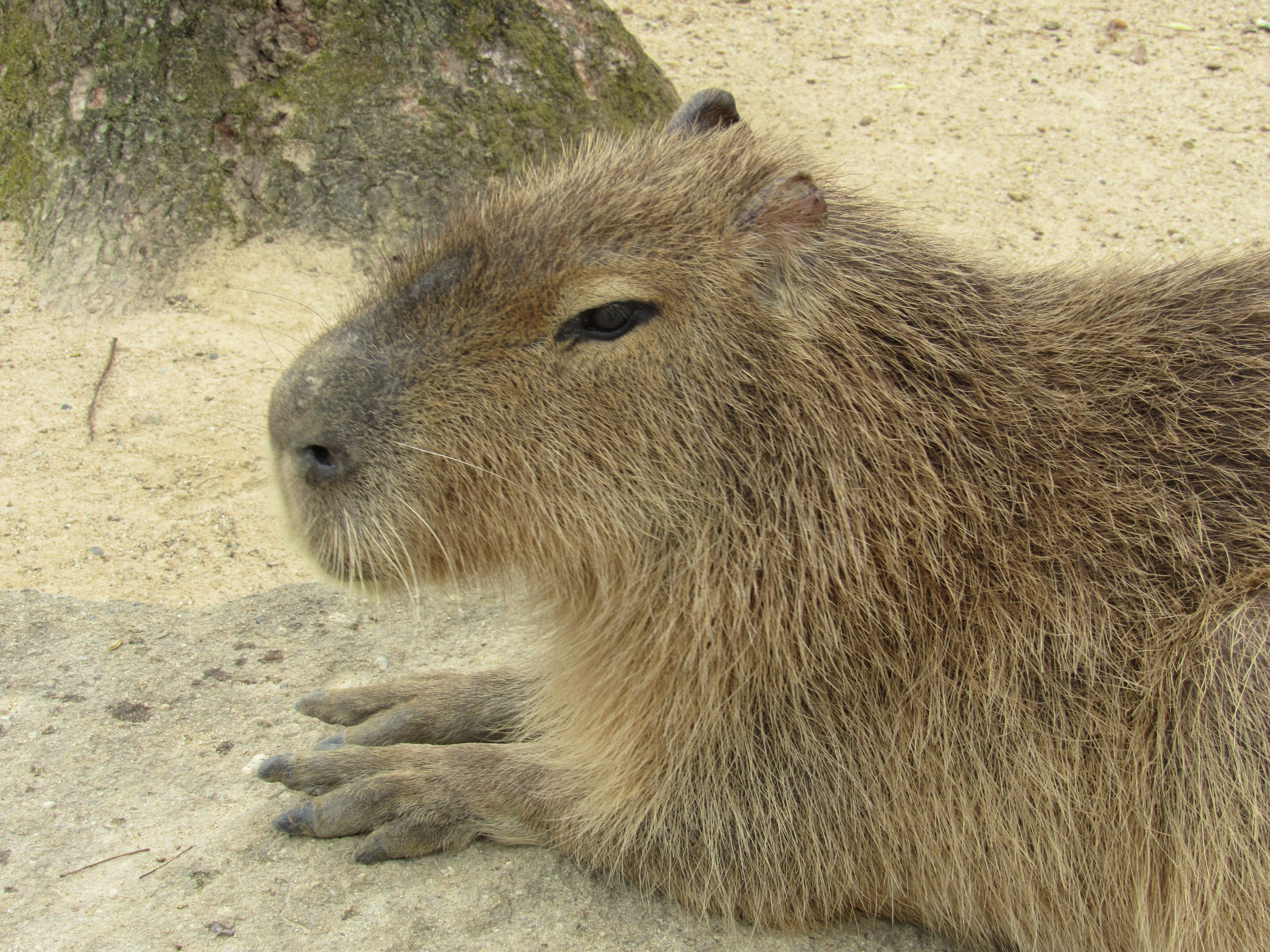 Cận cảnh một con capybara đang nghỉ ngơi với bộ lông dày và biểu cảm thư giãn