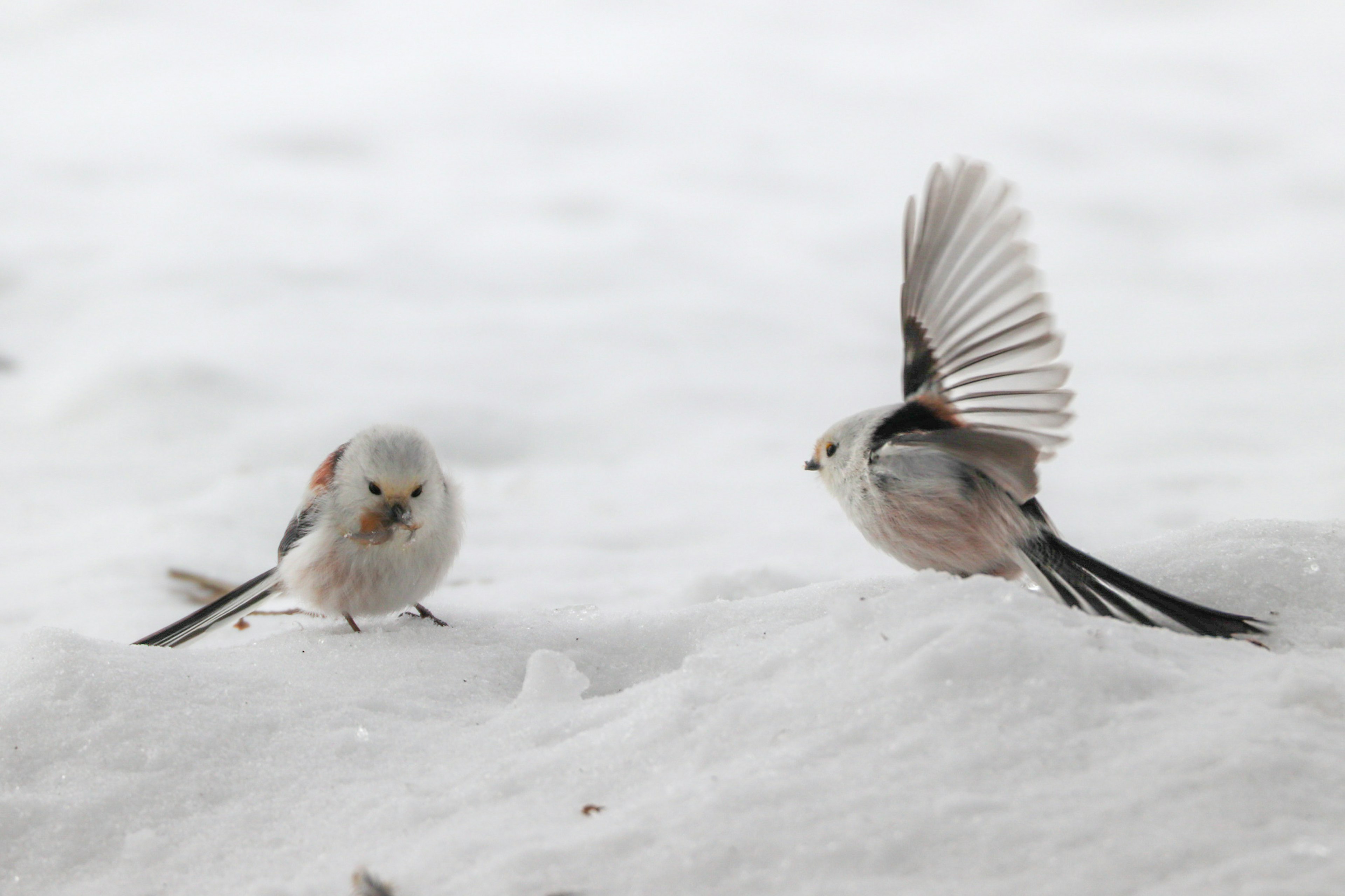 雪の上にいる二羽の小鳥の写真 一羽は飛び立とうとしている