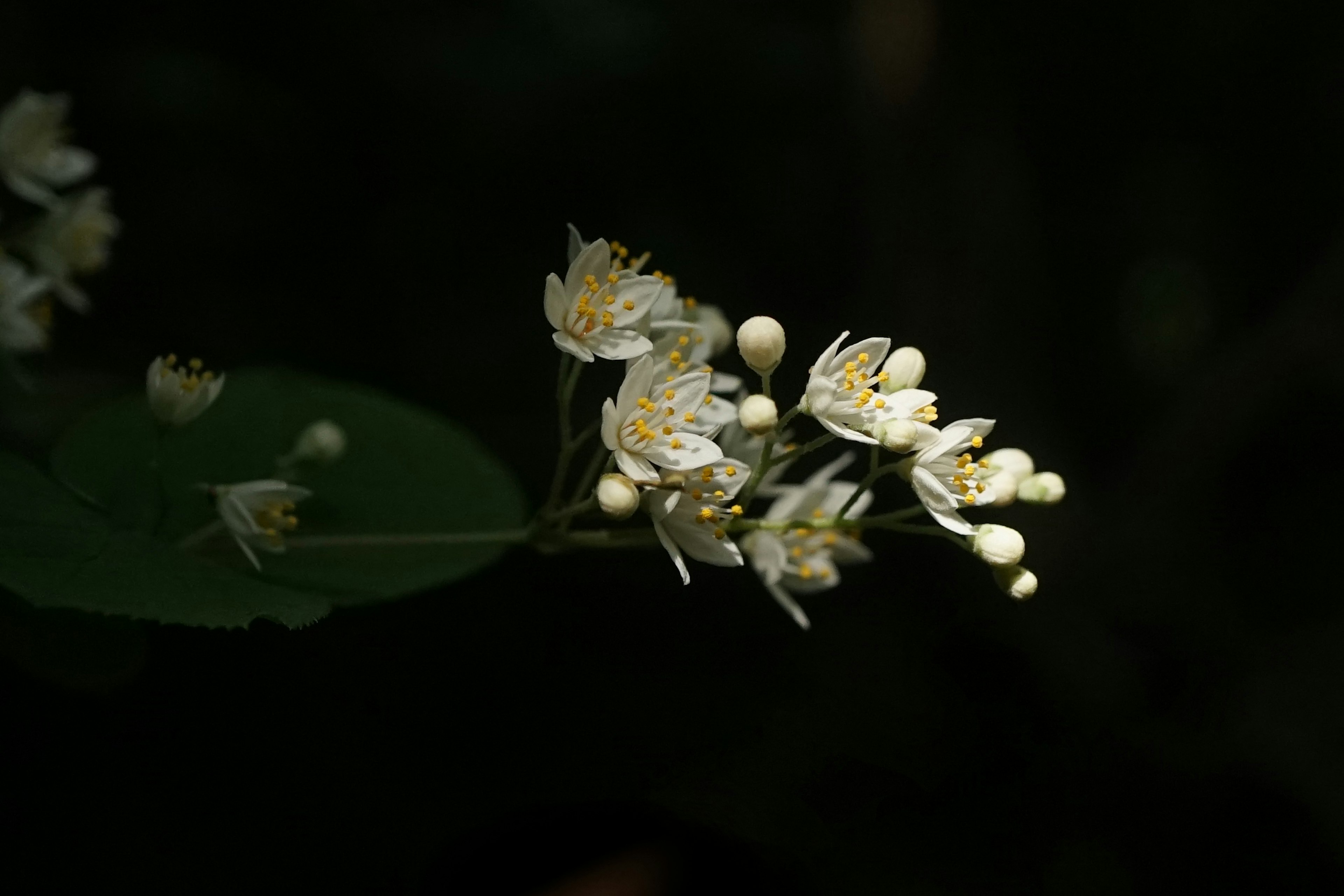 White flowers blooming against a dark background