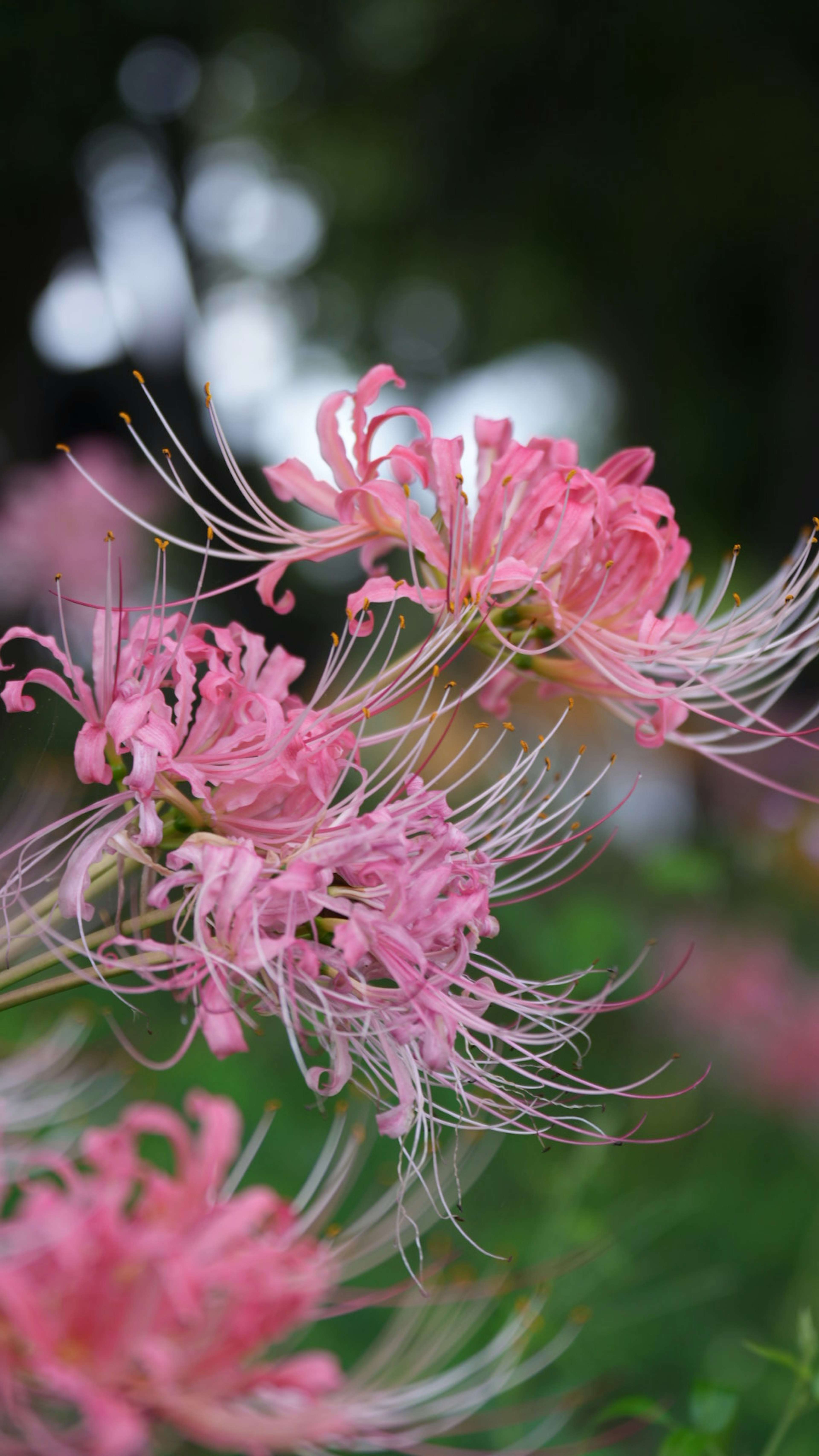 Nahaufnahme von rosa Blumen mit zarten Blütenblättern und langen Staubblättern