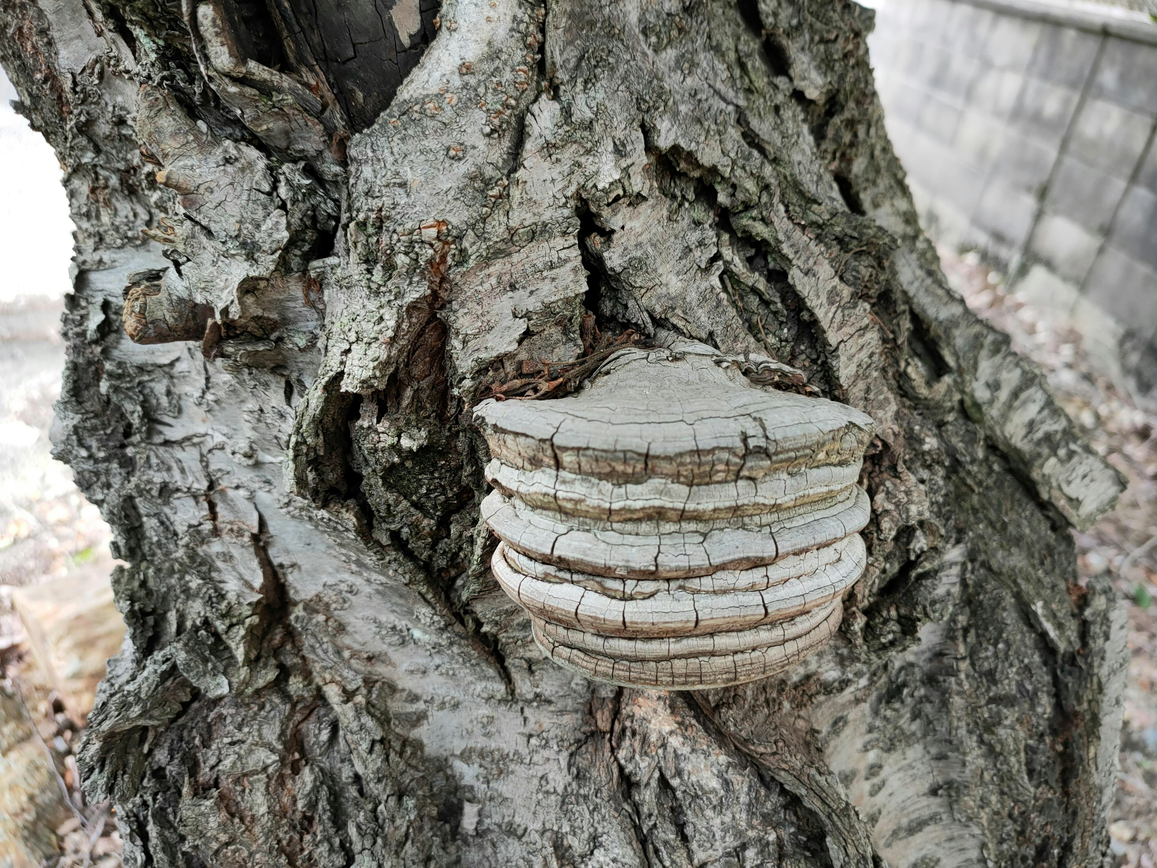 White fungus growing on the trunk of a tree