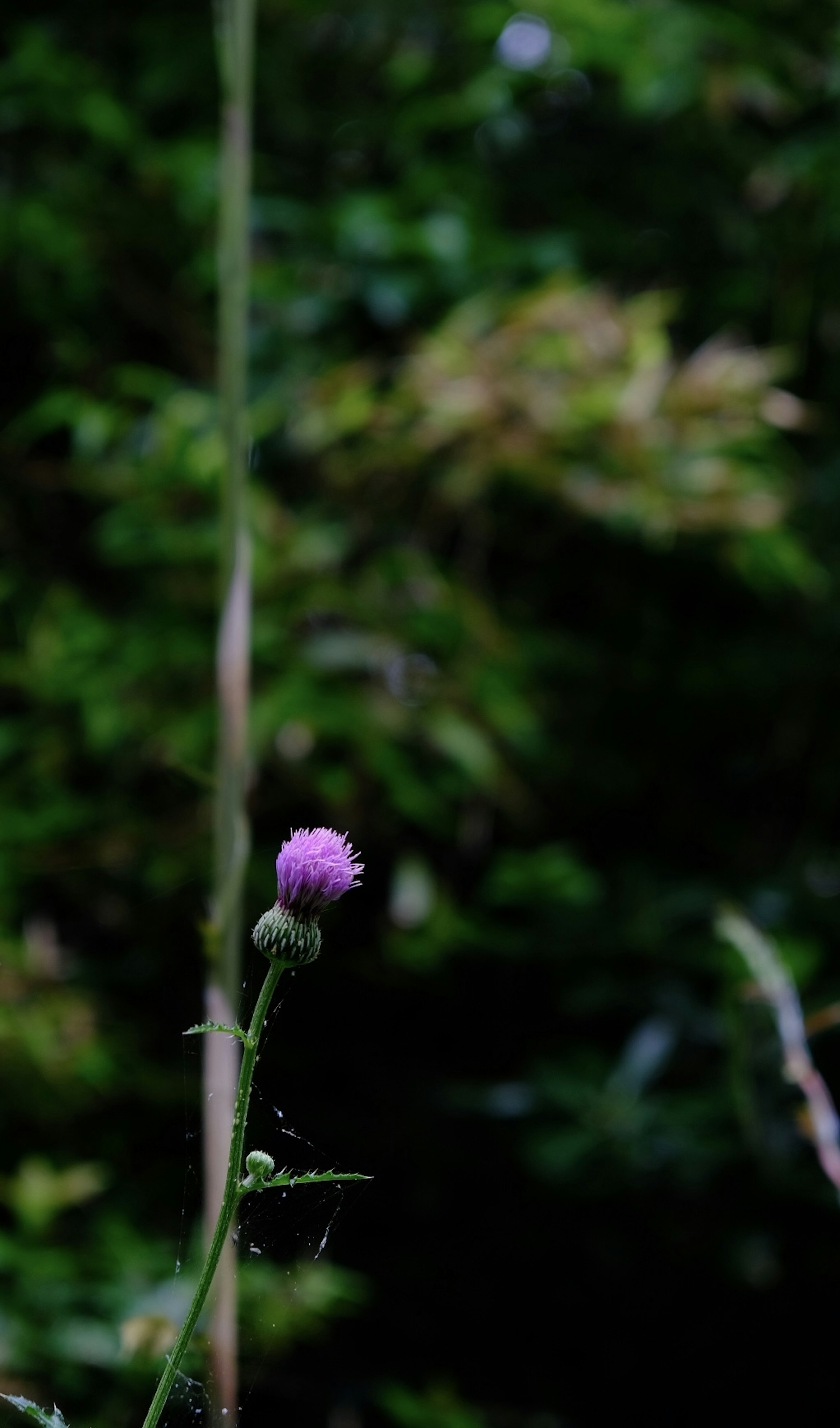 A light purple flower stands out against a green background