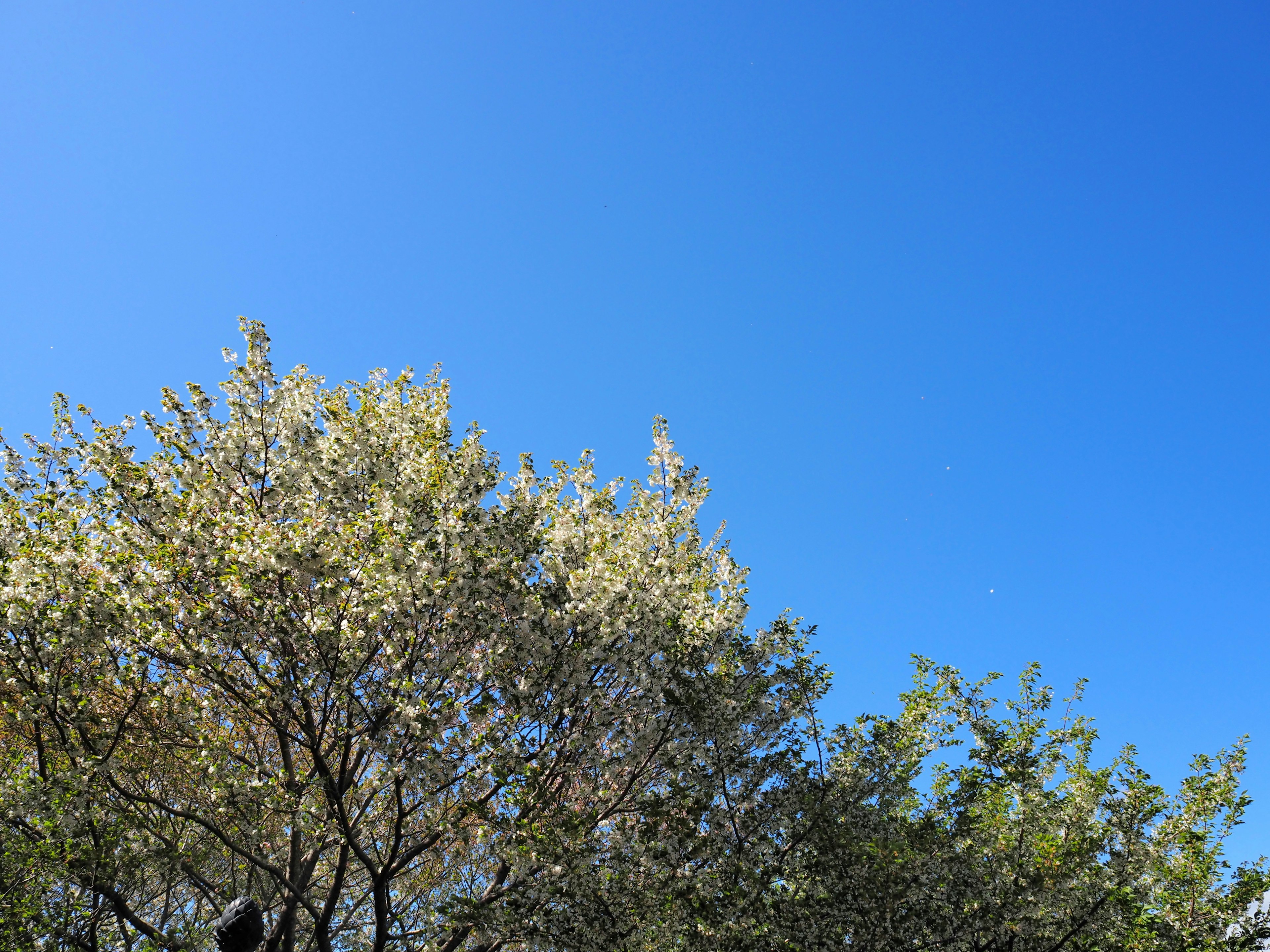 Hermosa vista del cielo azul y los árboles verdes