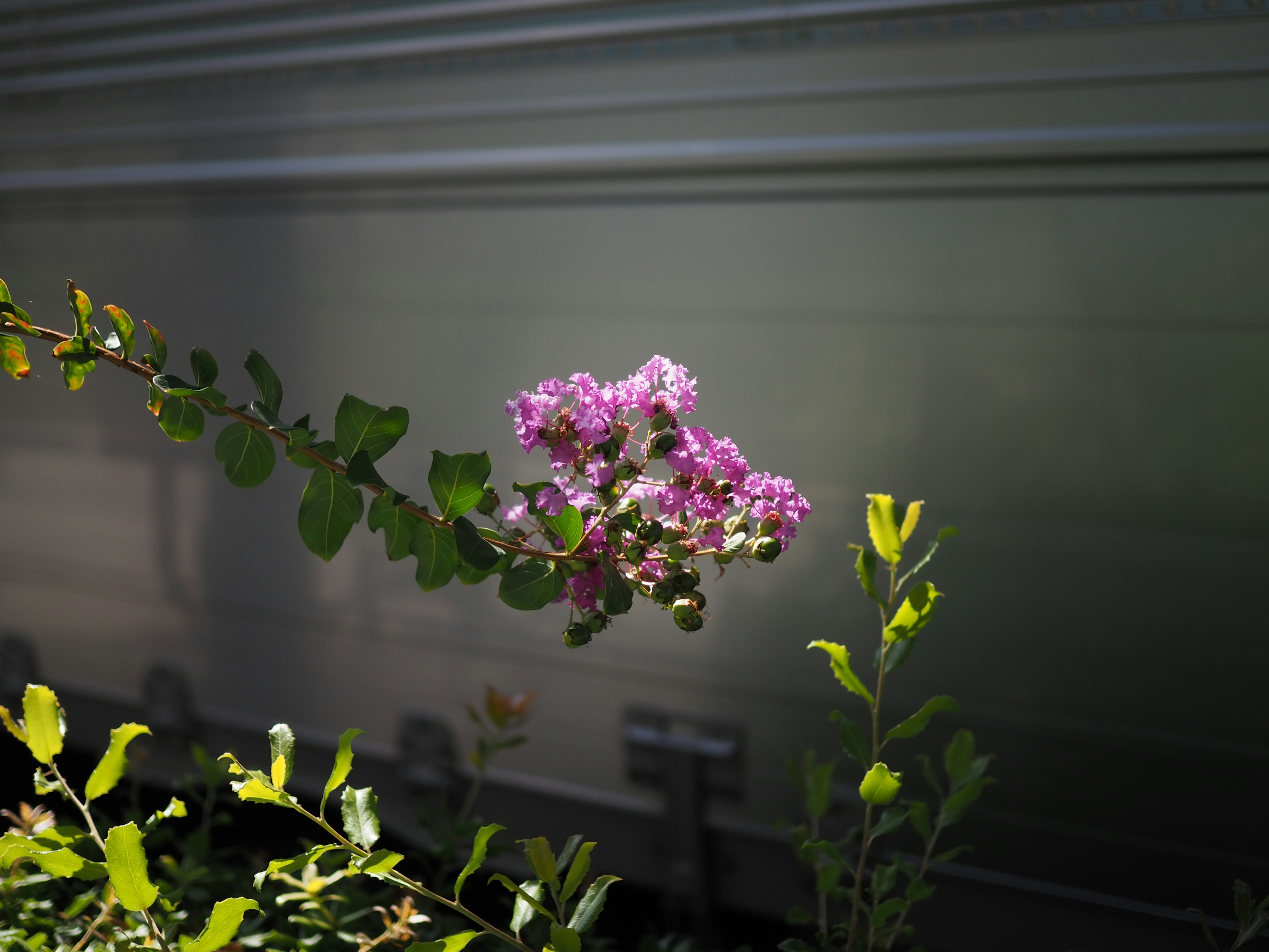 鲜艳的紫色花朵环绕在绿色叶子中